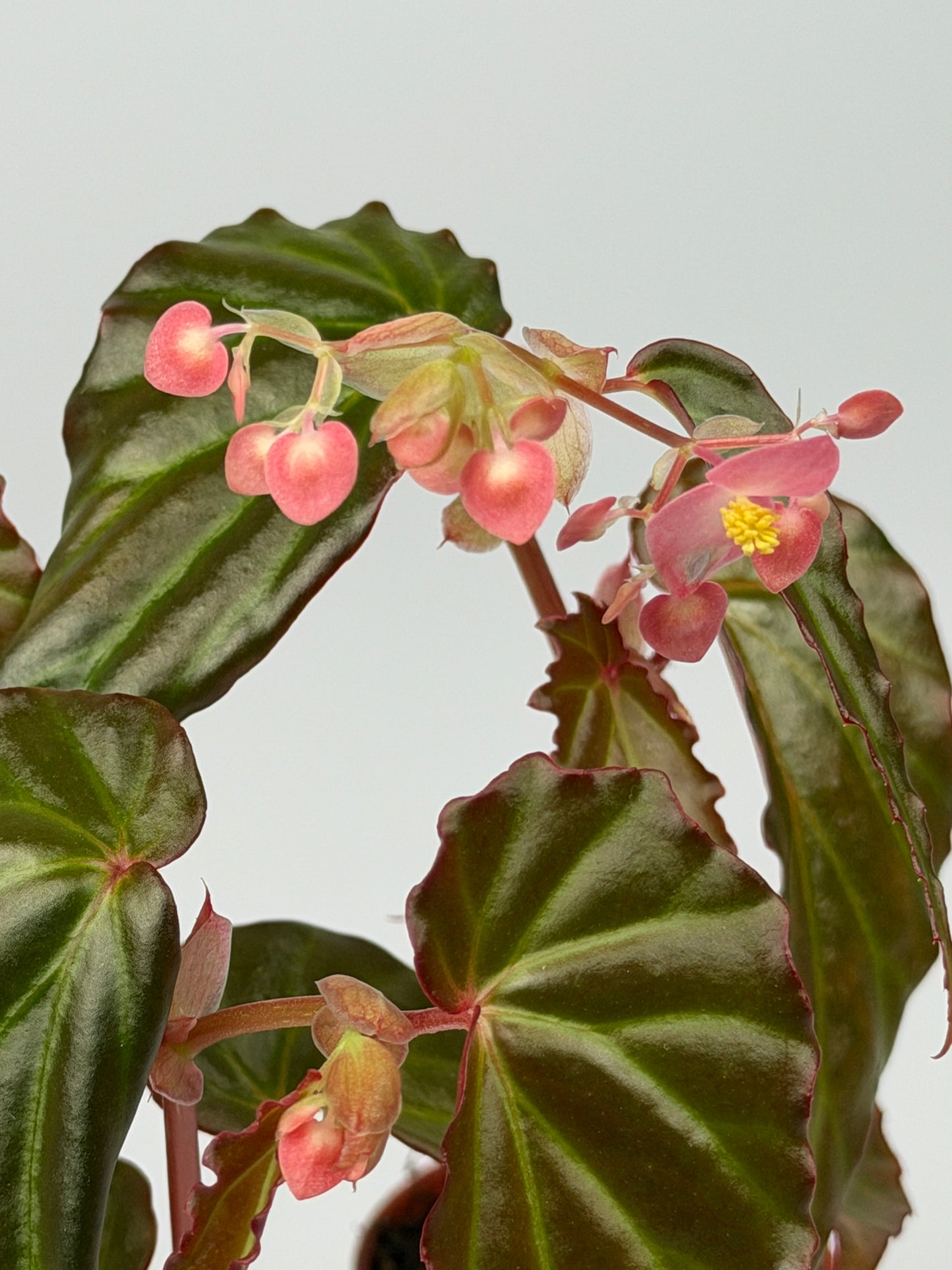 Begonia 'Borneensis'