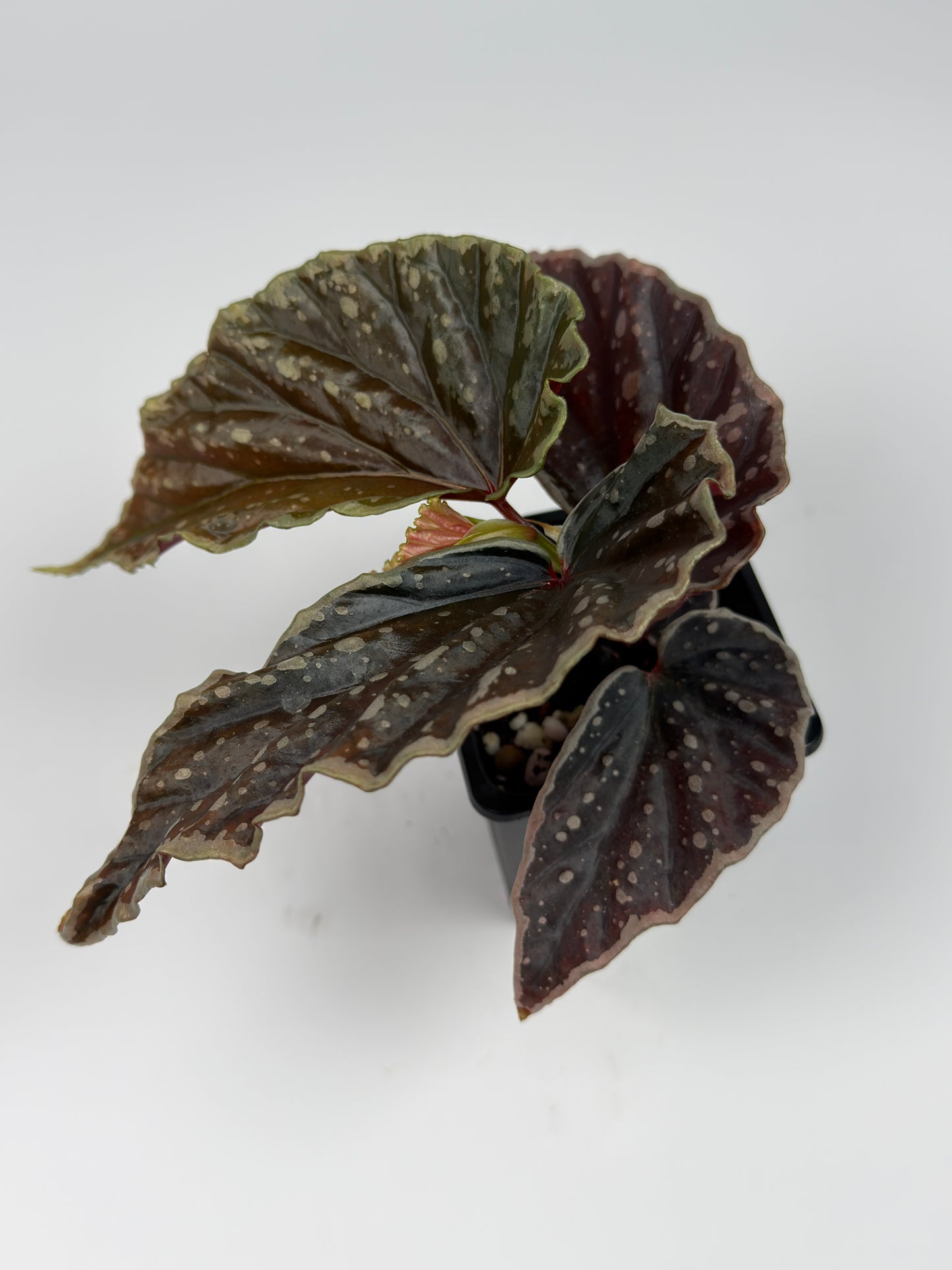 Begonia 'Crazy Pink' x Darthvaderiana