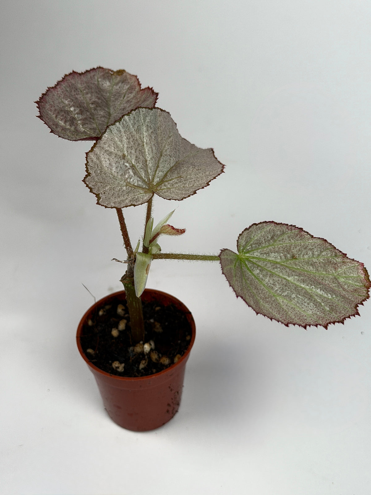 Begonia 'Two Face'