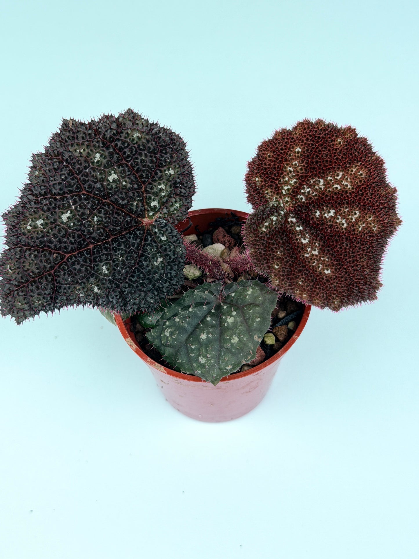 Begonia Kui