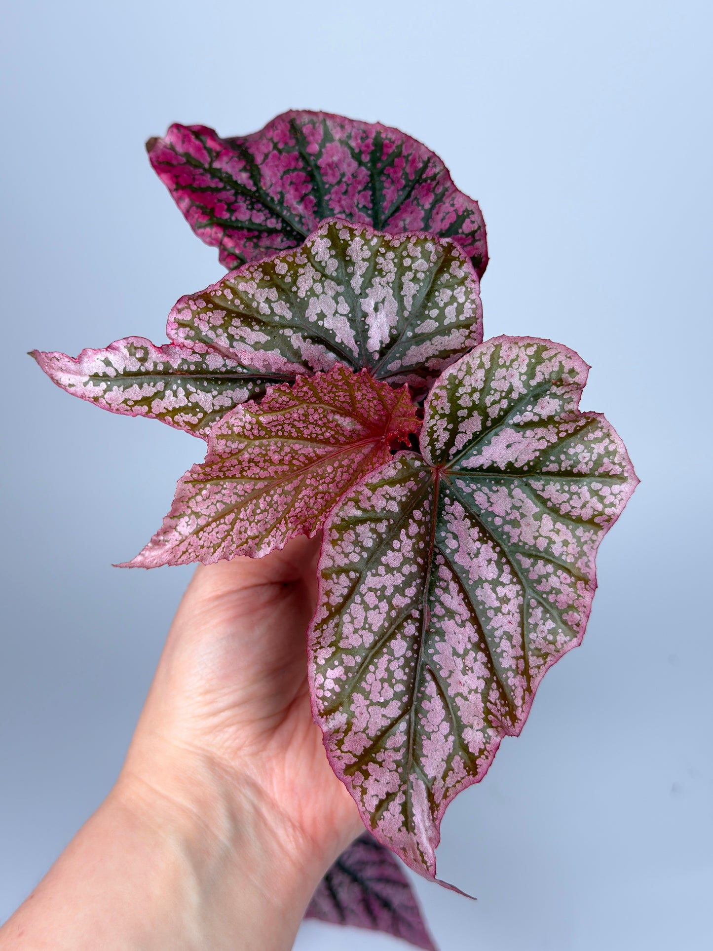 Begonia 'Red Berry'