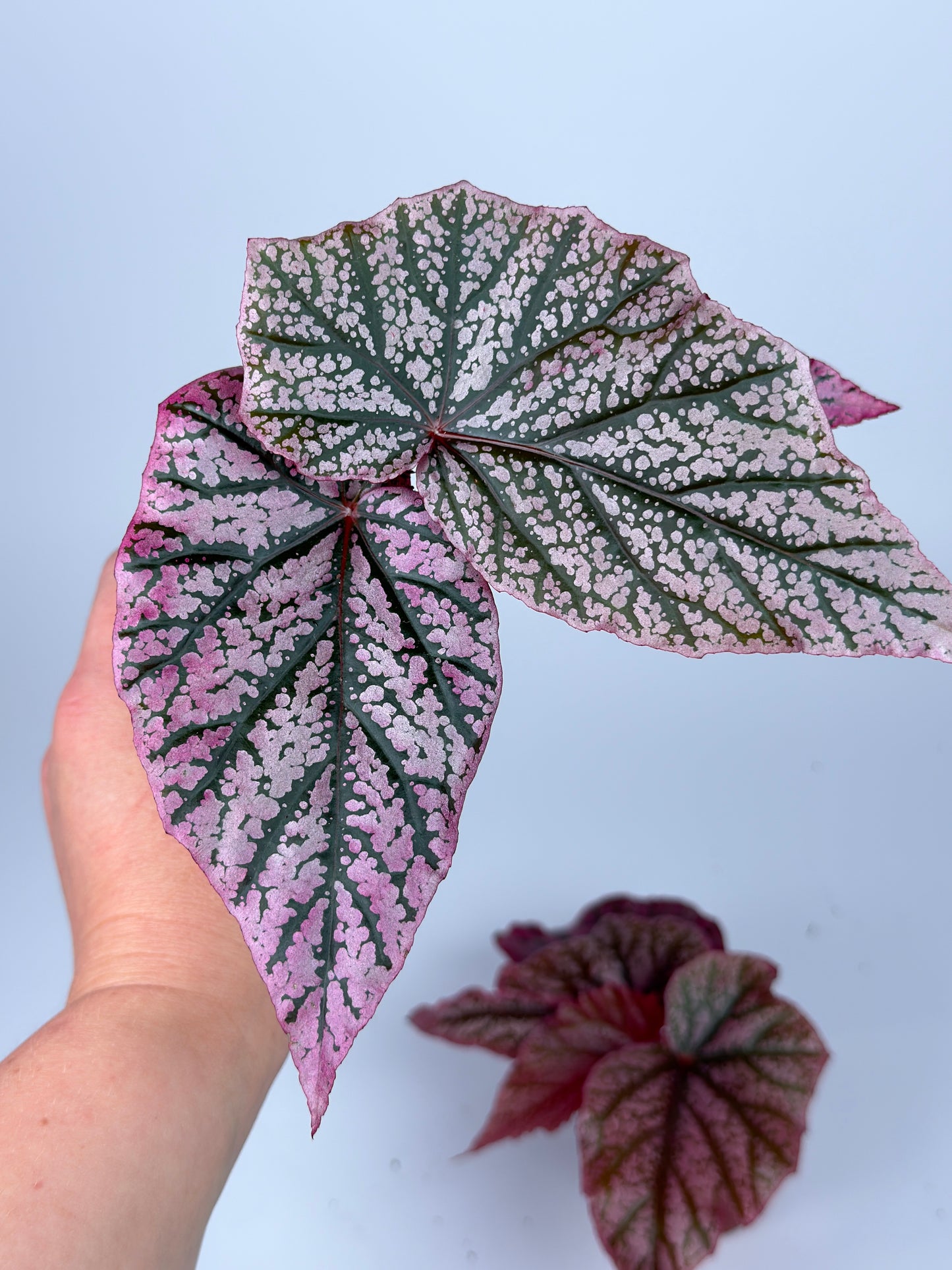 Begonia 'Red Berry'