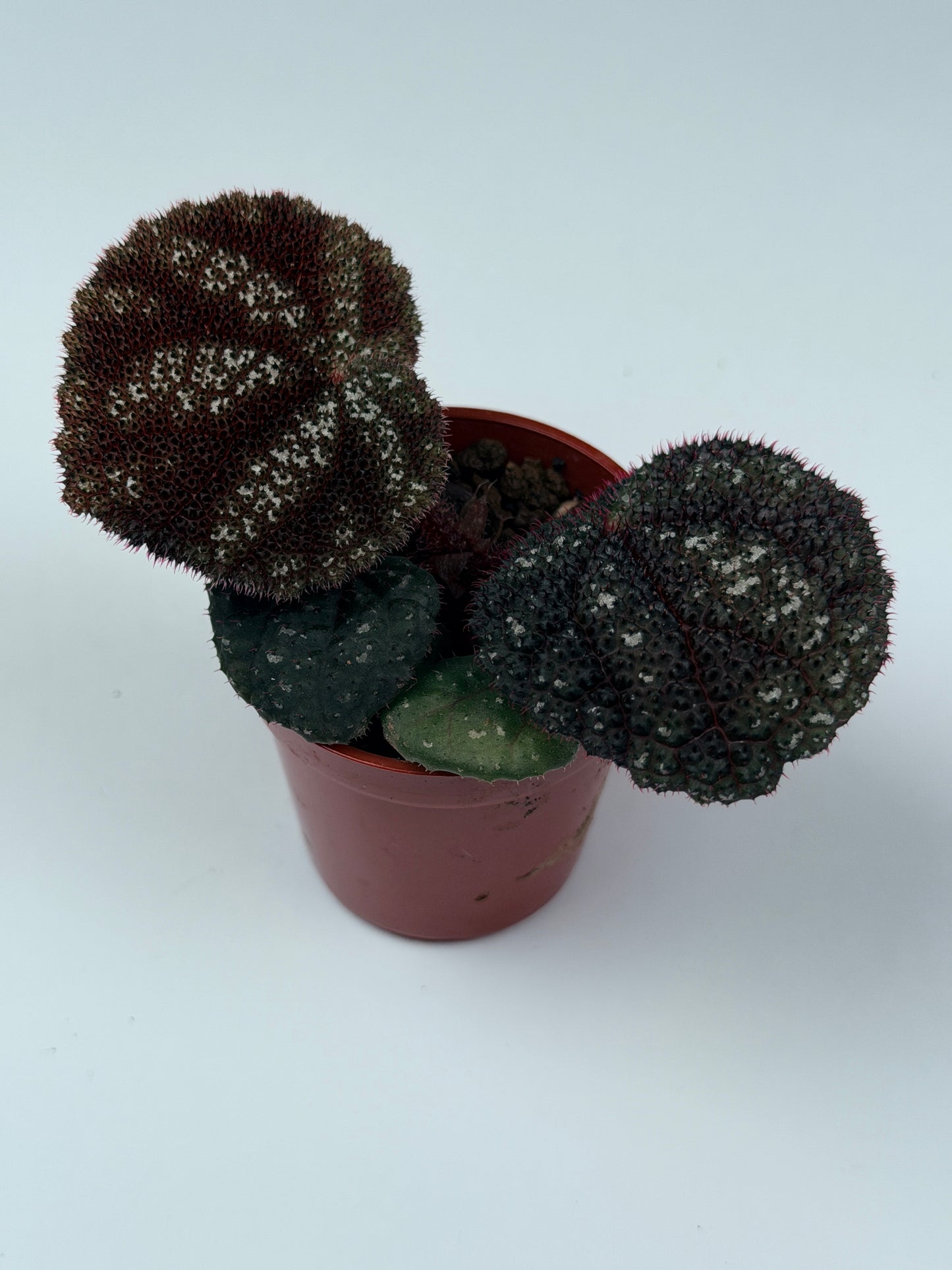 Begonia Kui