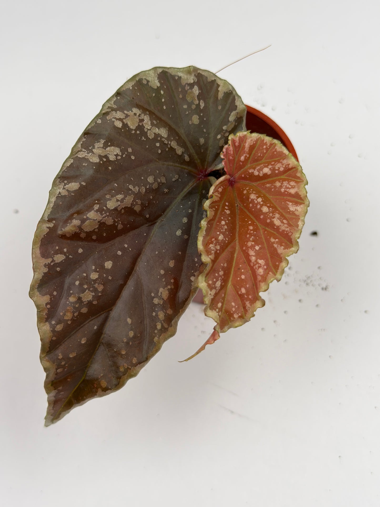 Begonia 'Crazy Pink' x Darthvaderiana