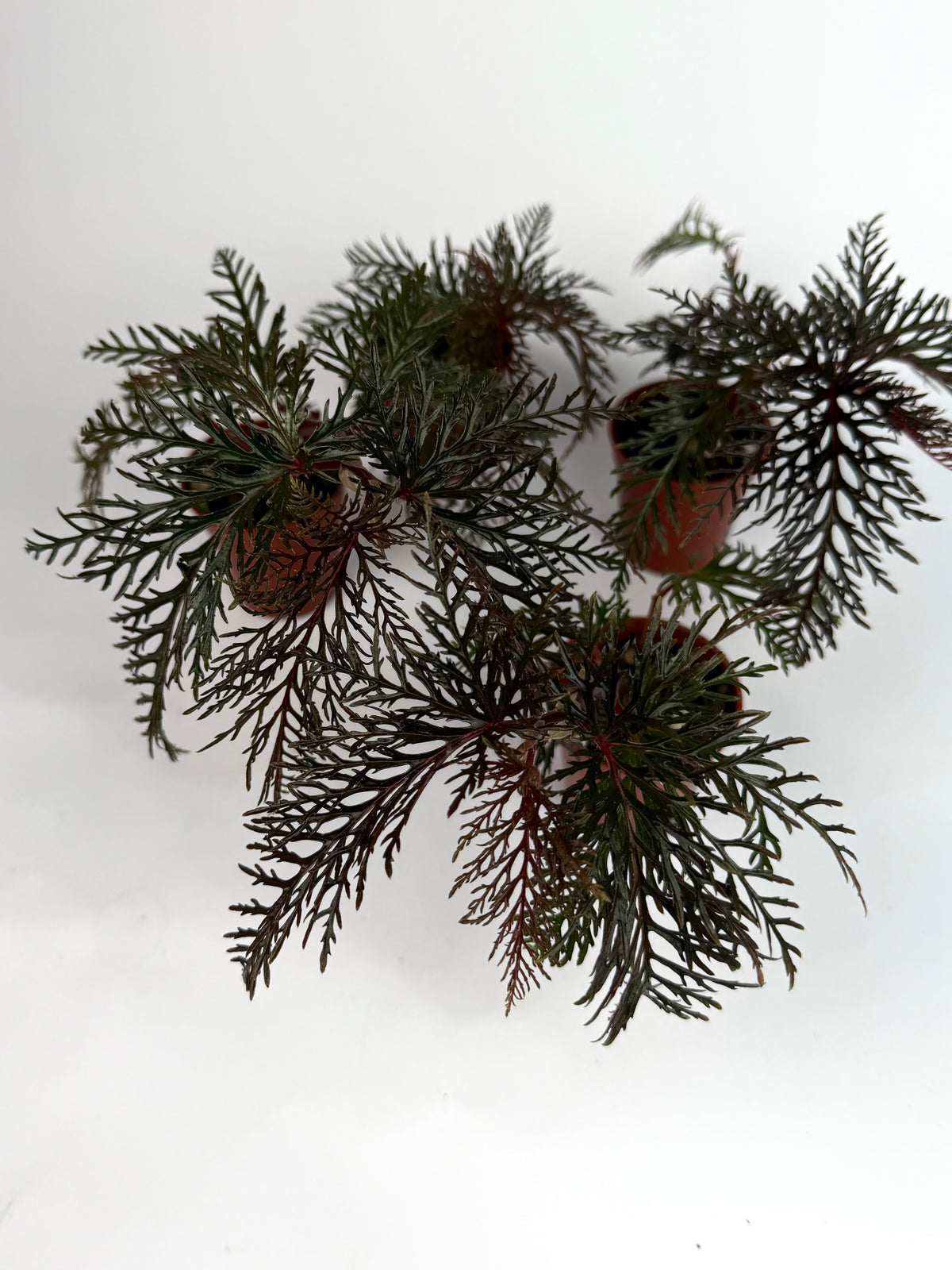 Begonia Bipinnatifida
