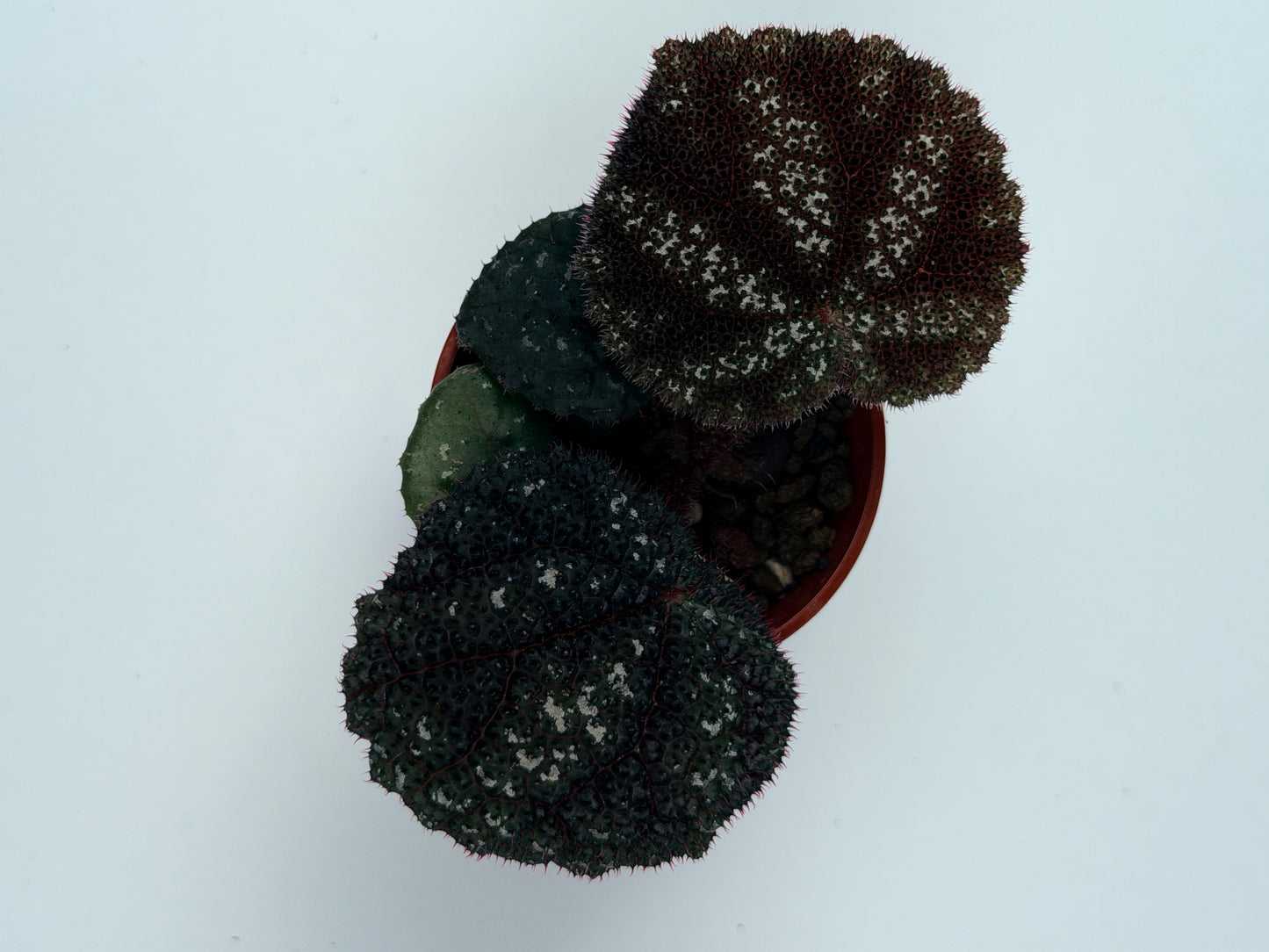 Begonia Kui