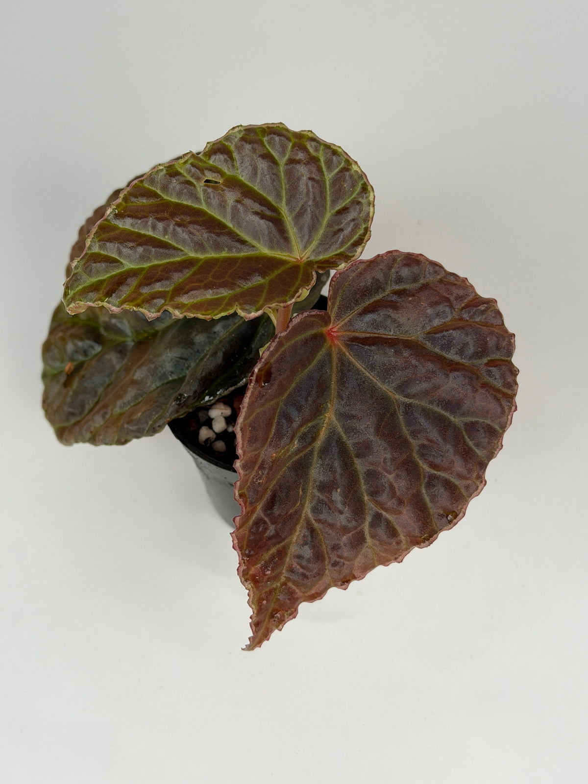 Begonia (Dracopelta x Sarawak) x Darthvaderiana