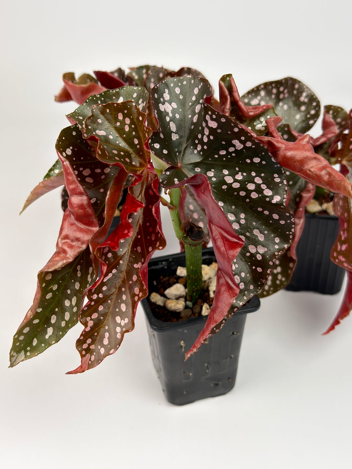 Begonia Cracklin Rosie