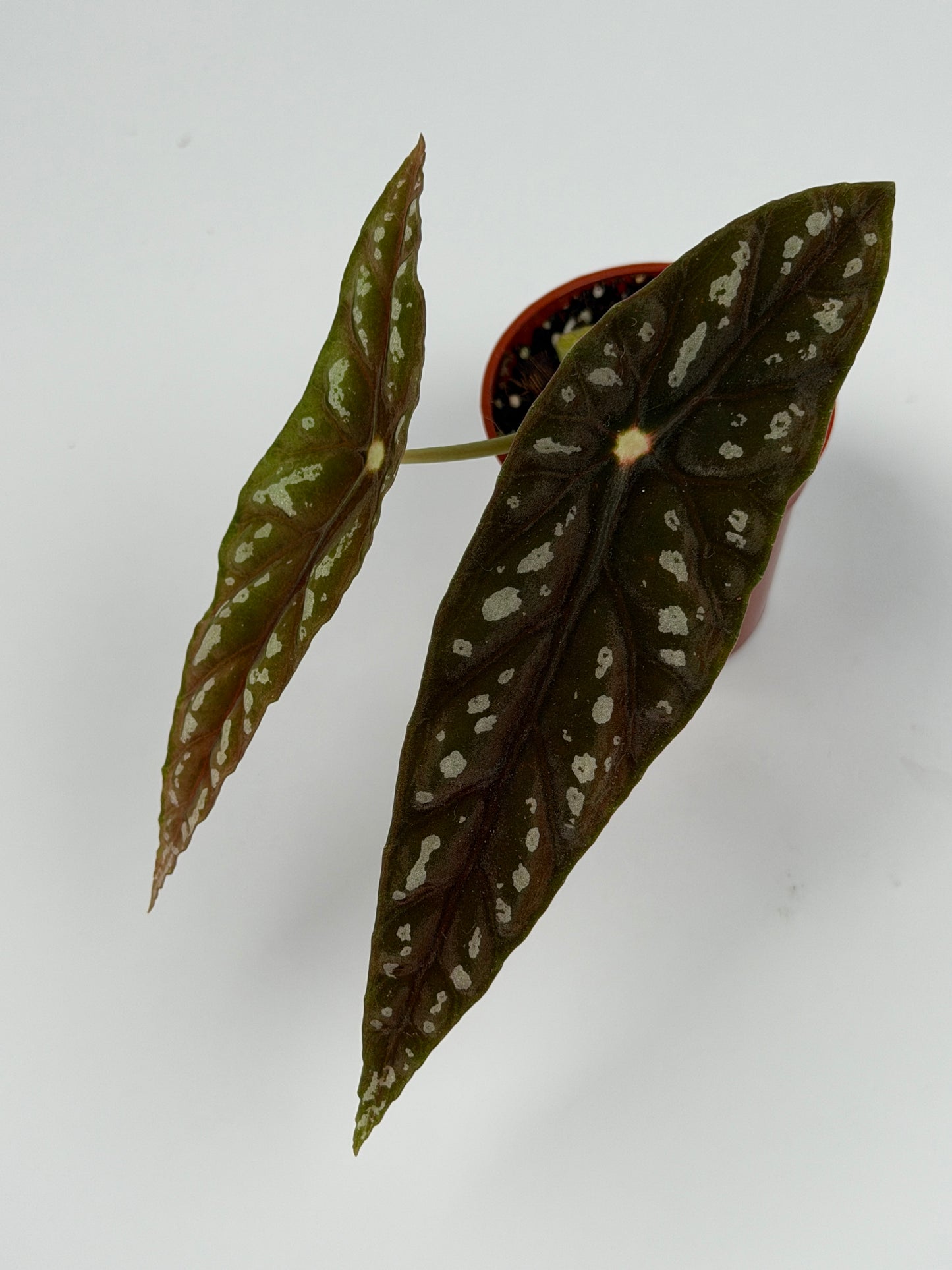 Begonia Lubbersii