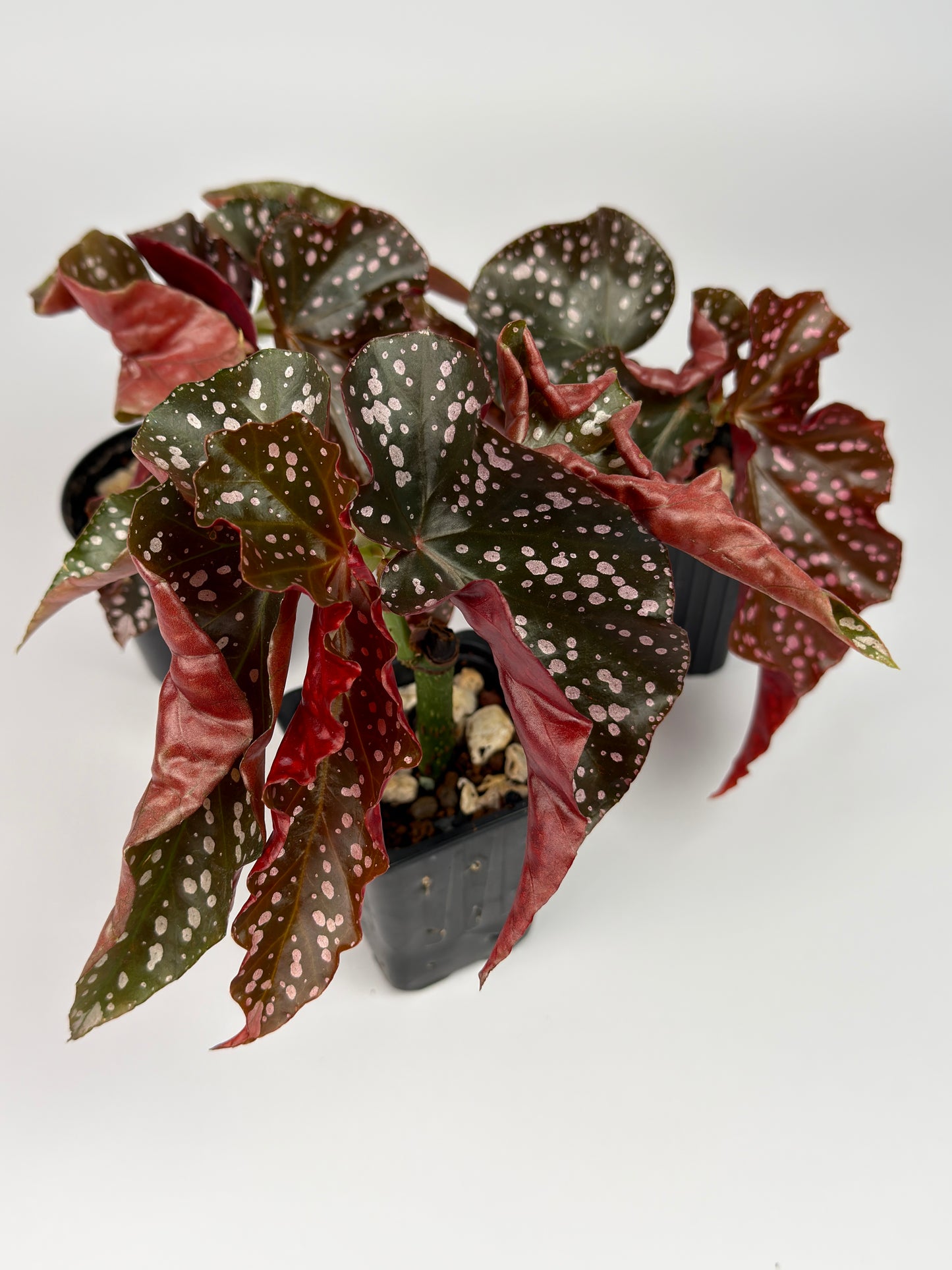 Begonia Cracklin Rosie