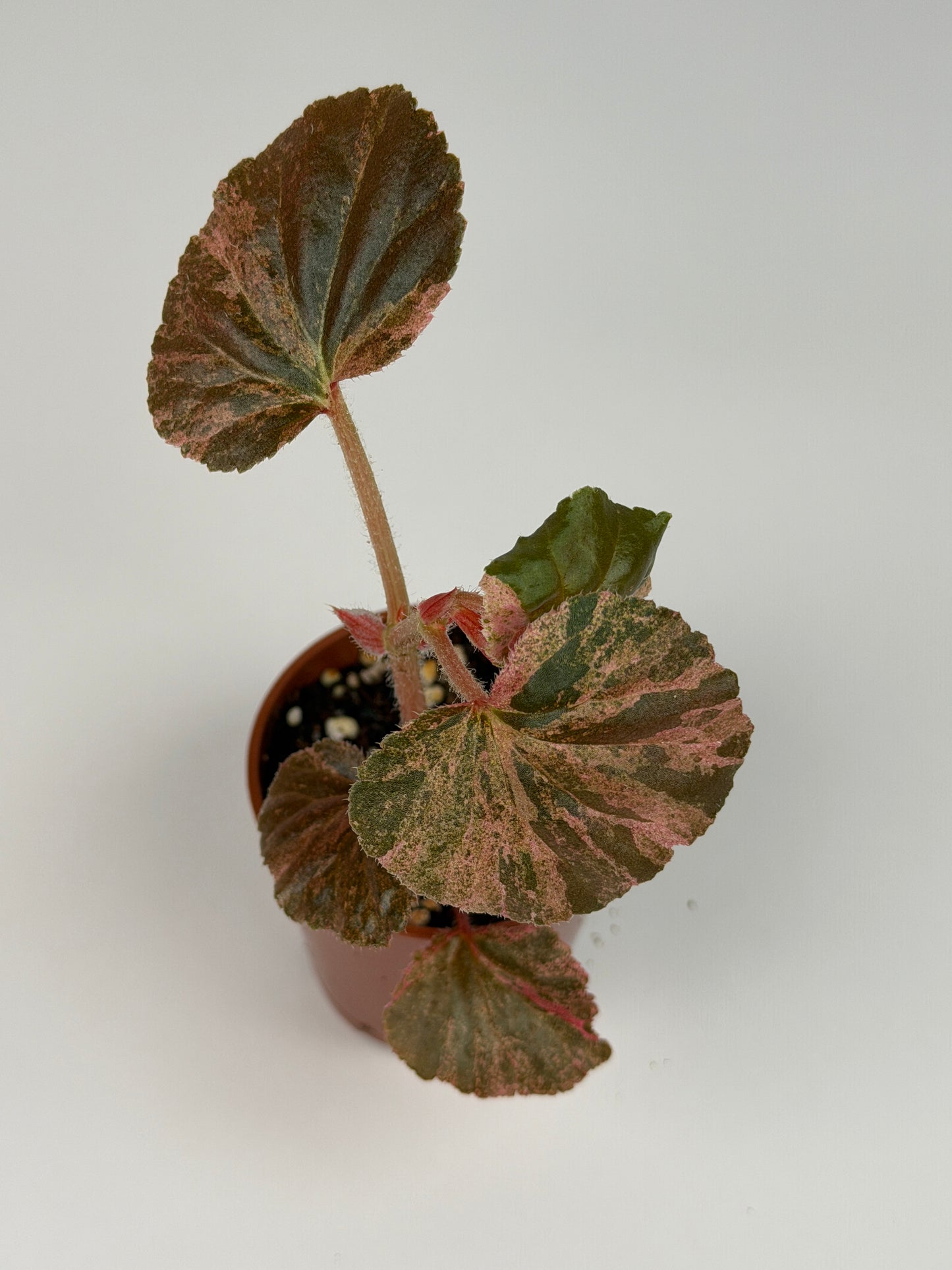 Begonia Pink Variegated Cucullata