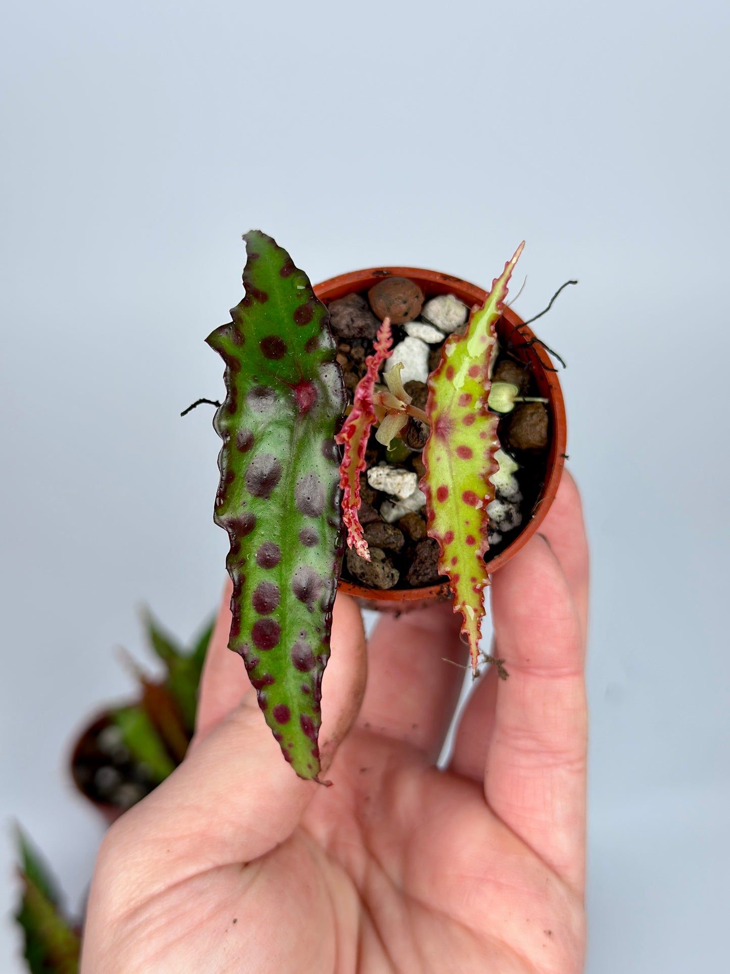 Begonia Amphioxus