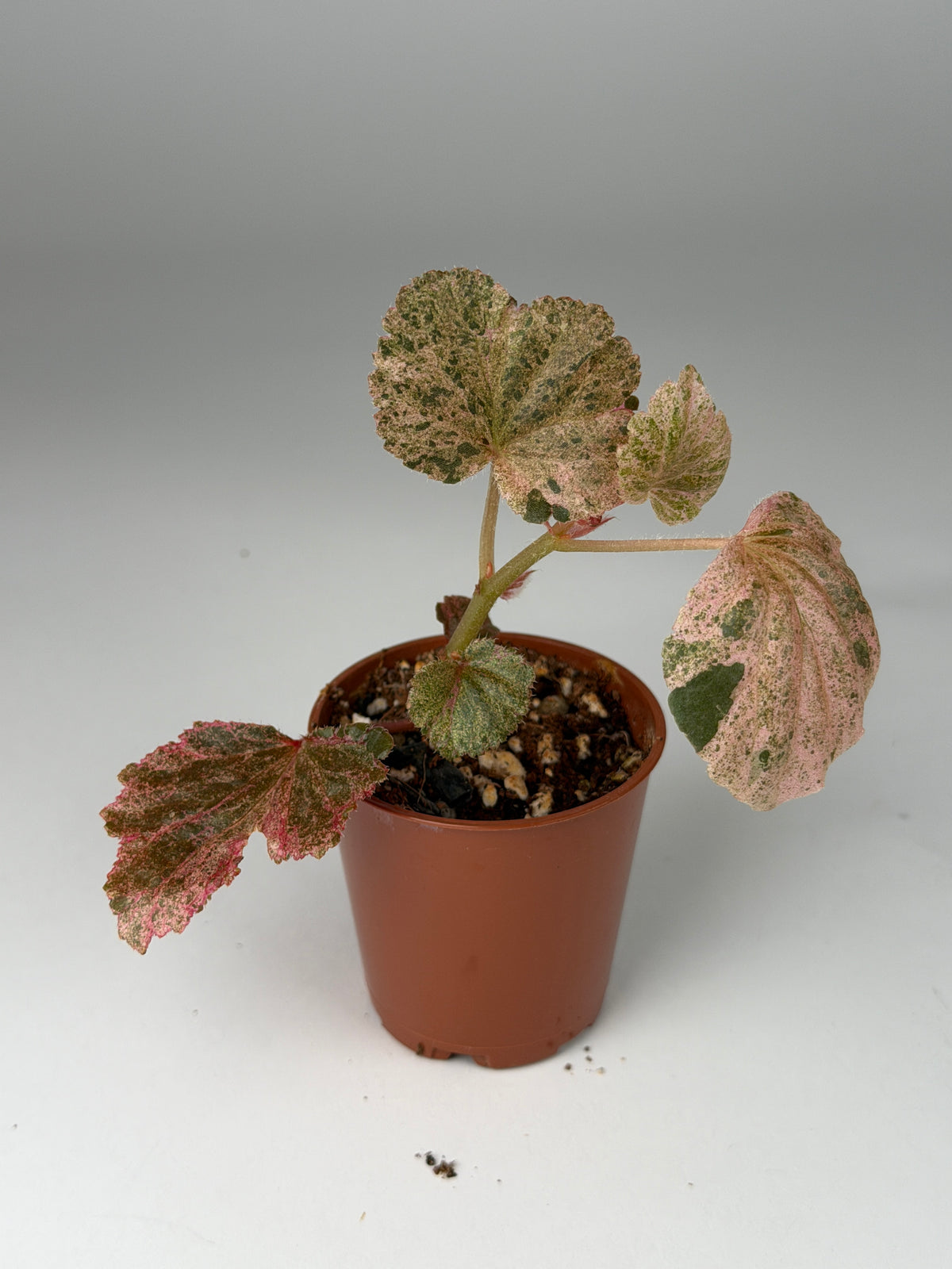 Begonia Pink Variegated Cucullata