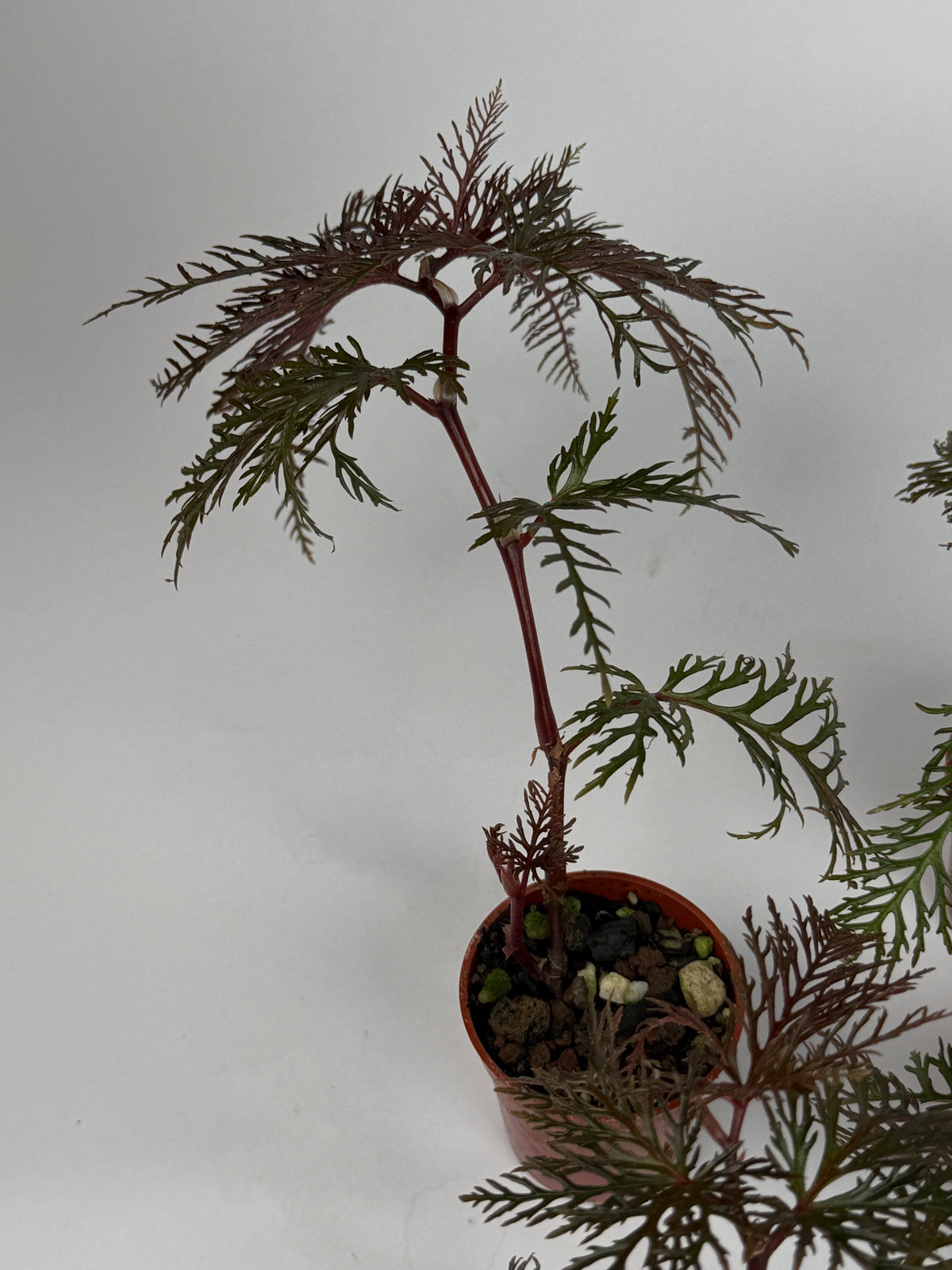 Begonia Bipinnatifida