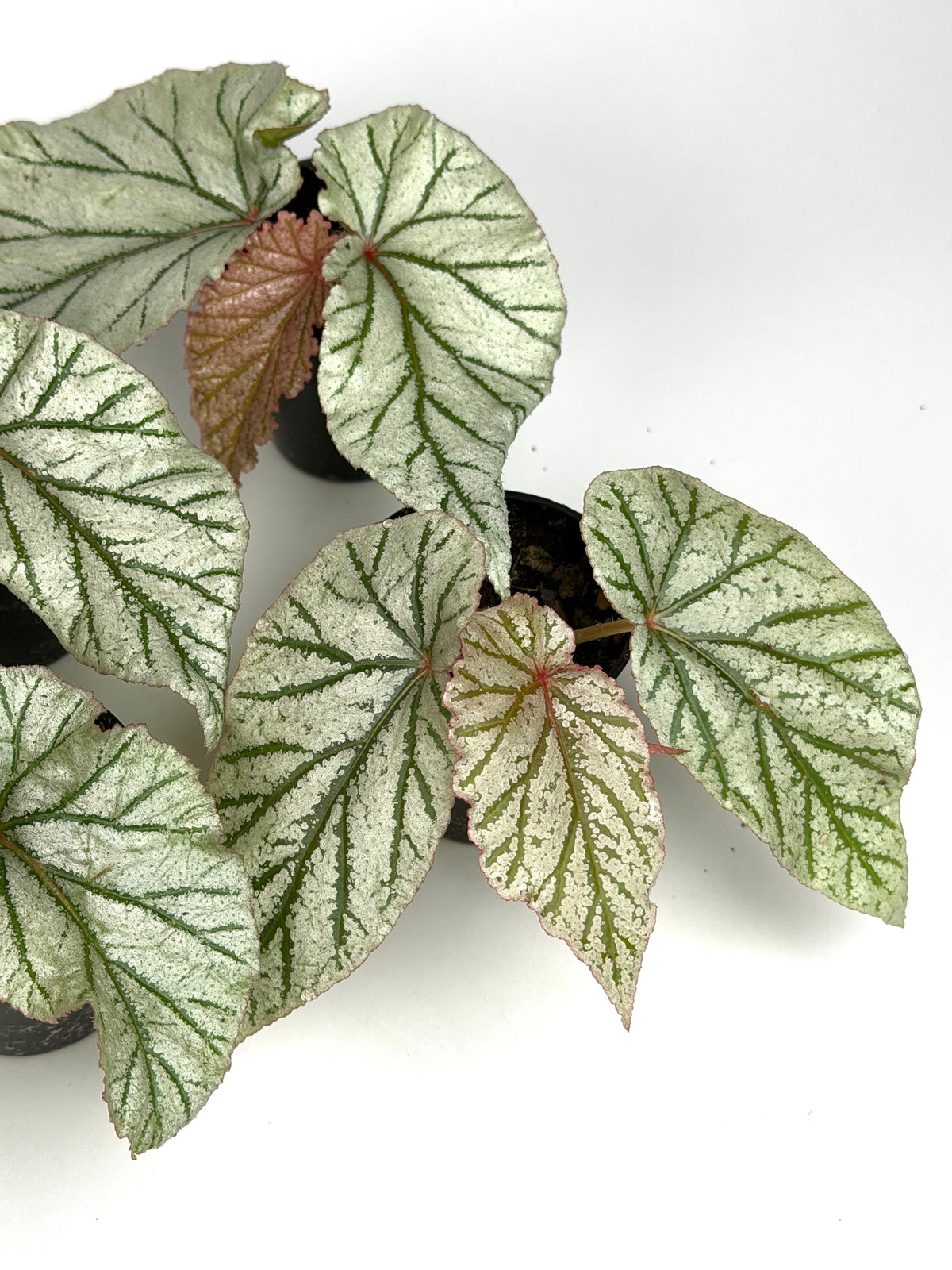 Begonia 'Don Miller'