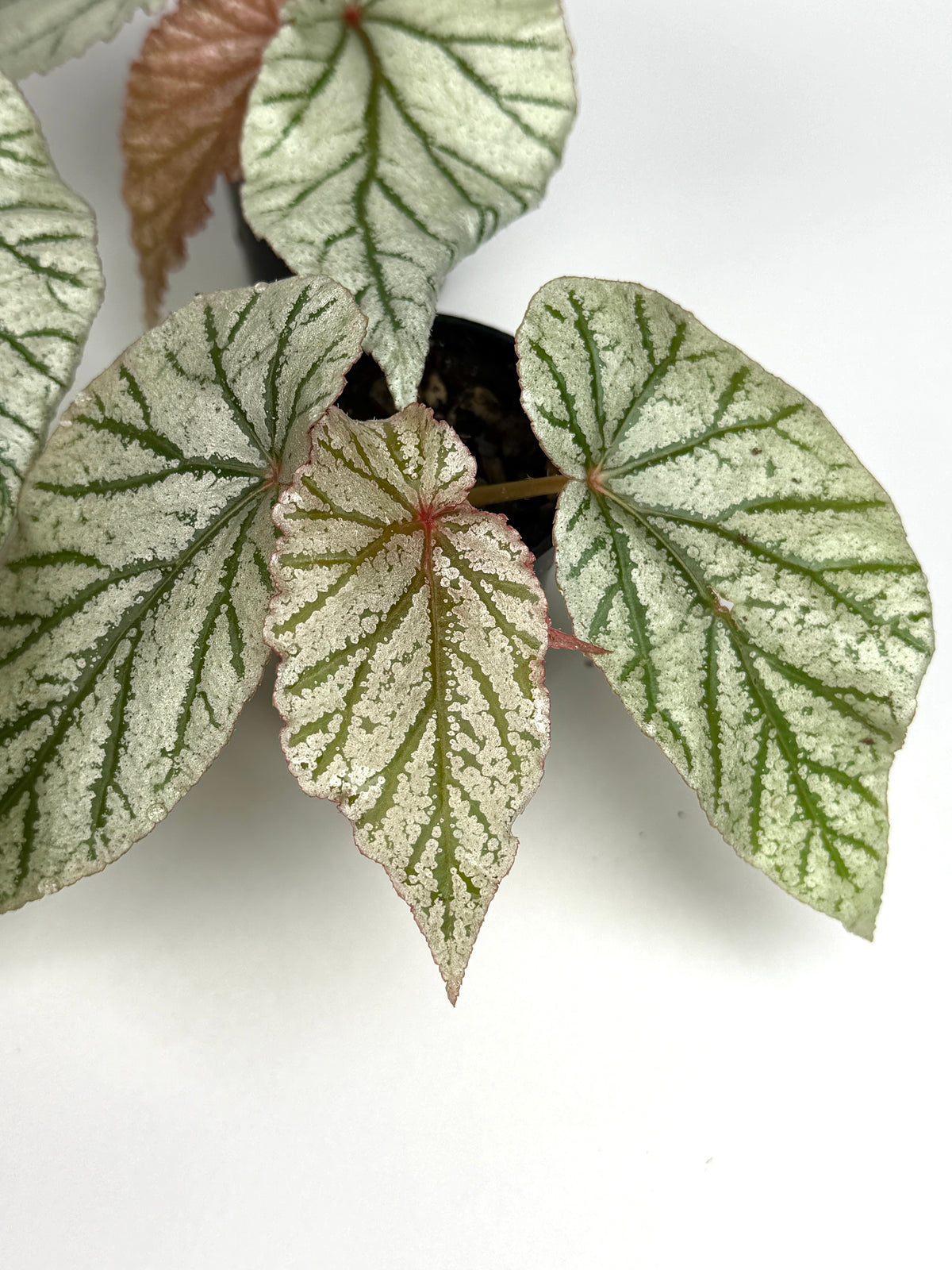 Begonia 'Don Miller'