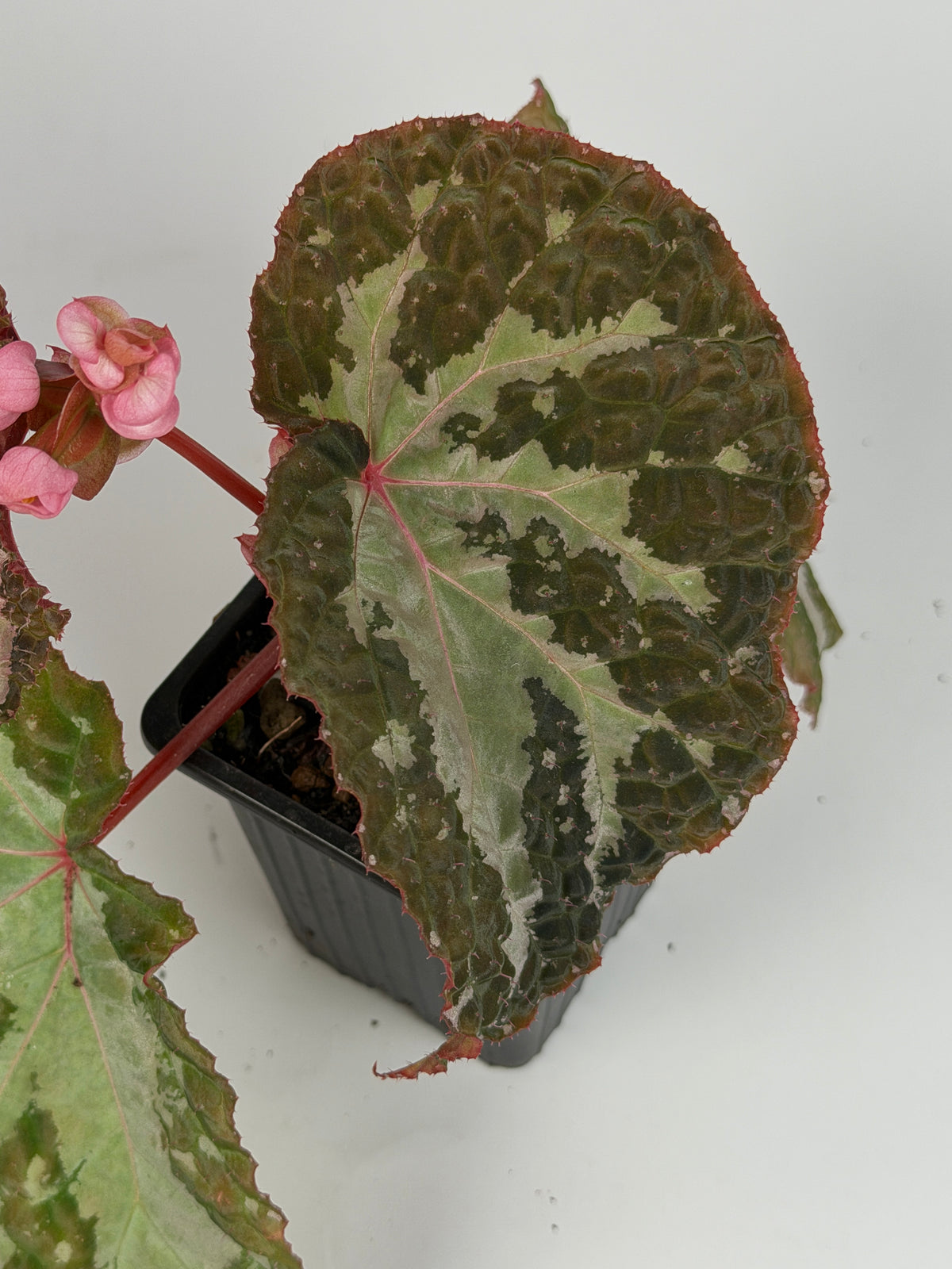 Begonia Colorata x Tawau
