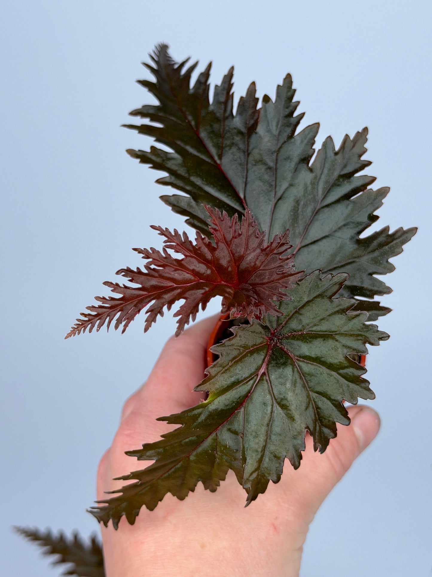 Begonia Miri