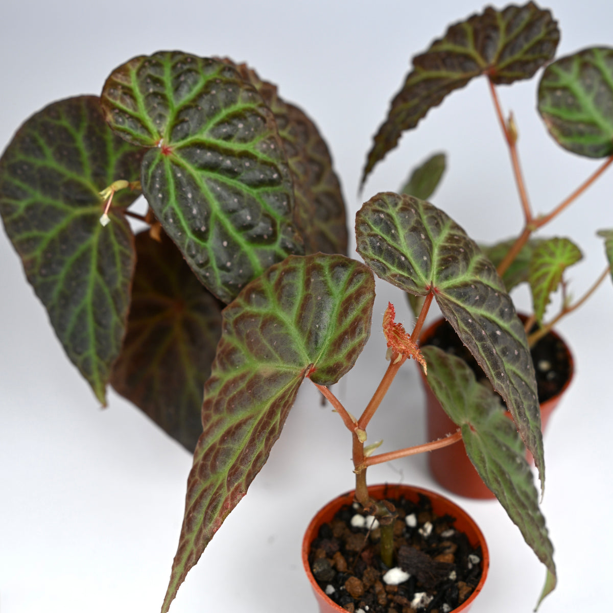 Begonia Dracopelta x Malachosticta DF
