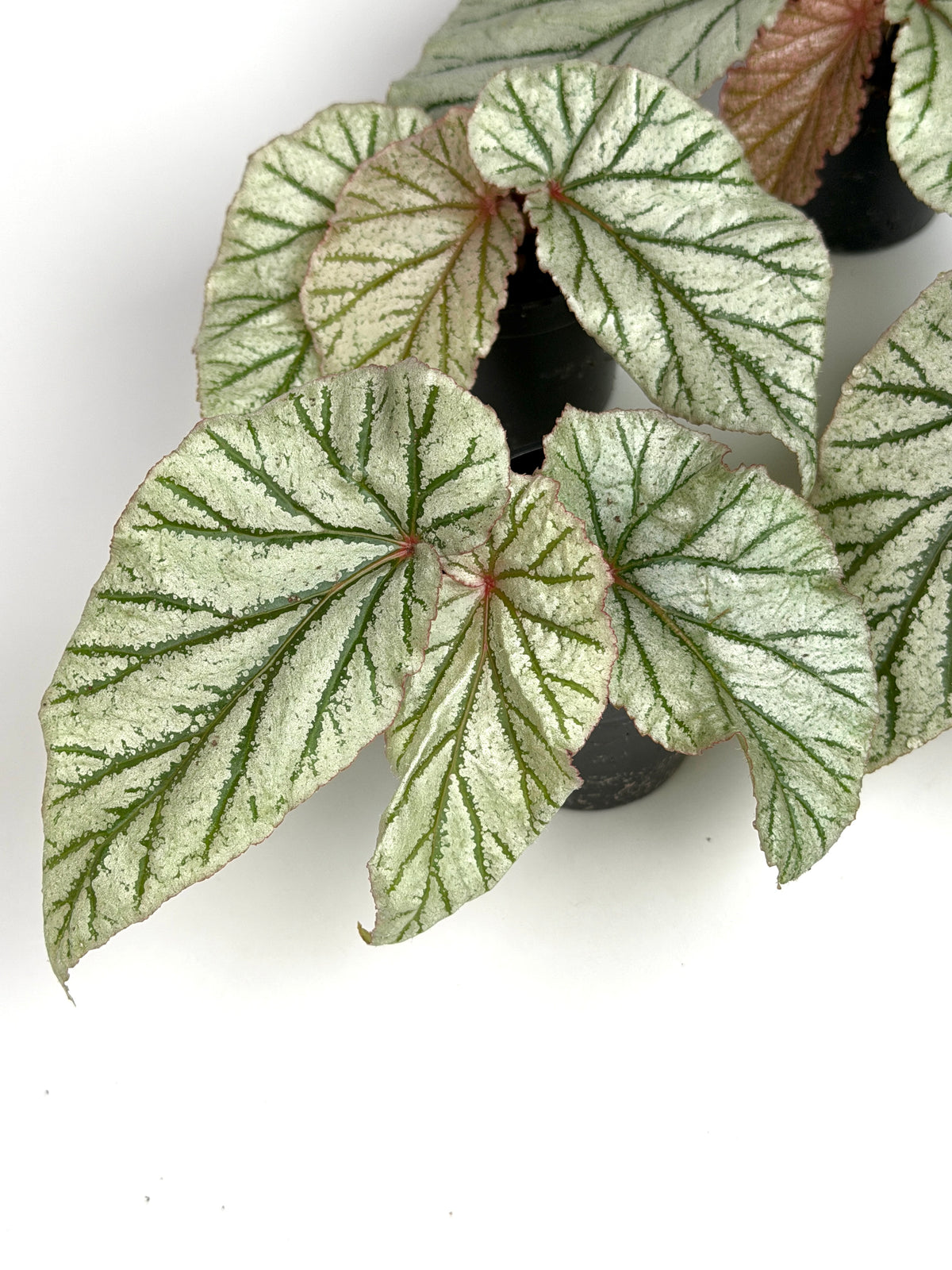 Begonia 'Don Miller'