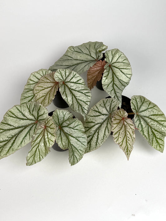 Begonia 'Don Miller'