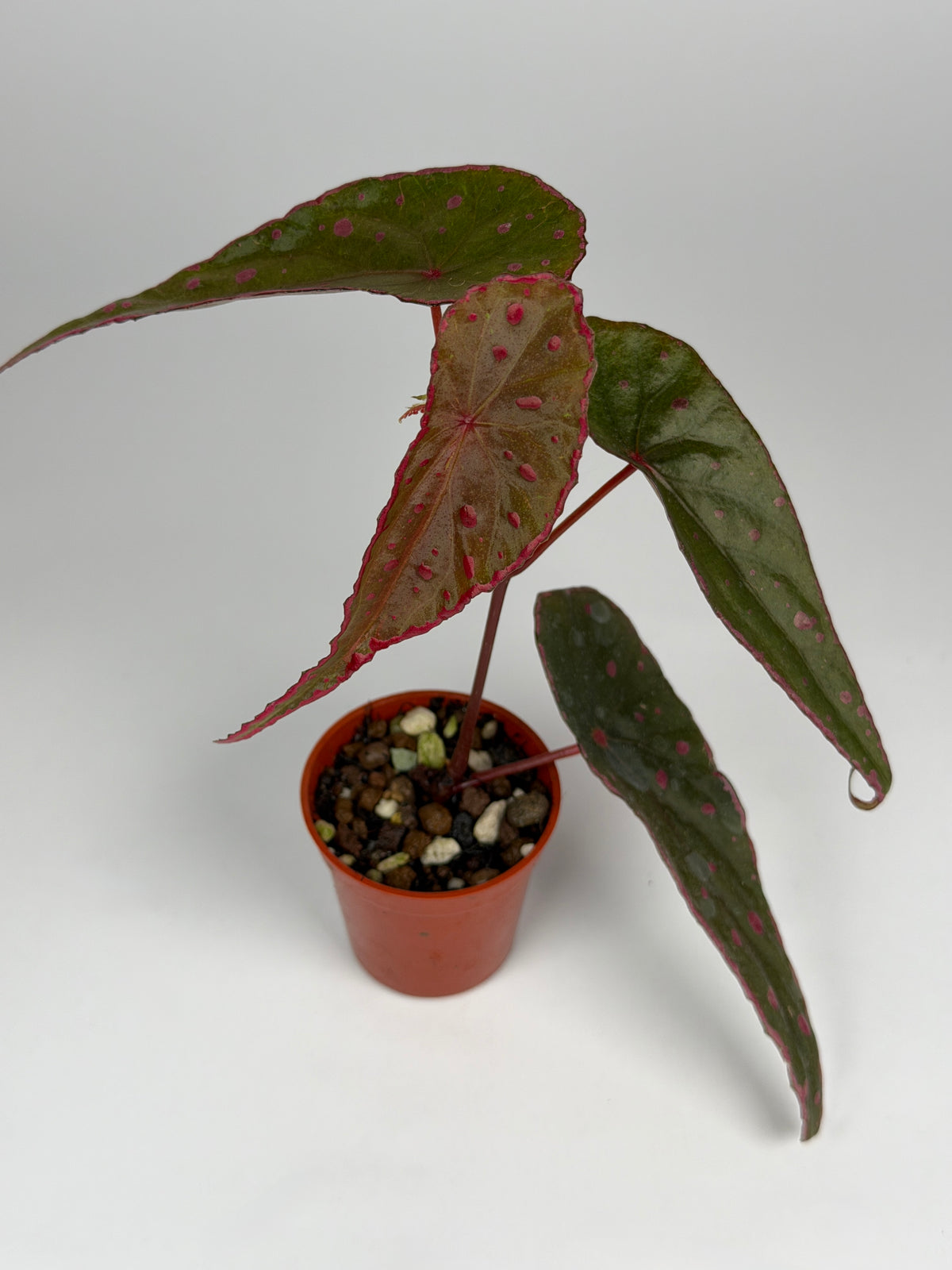 Begonia Nothobaramensis x Amphioxus