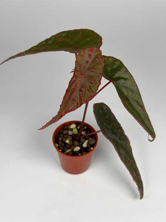 Begonia Nothobaramensis x Amphioxus