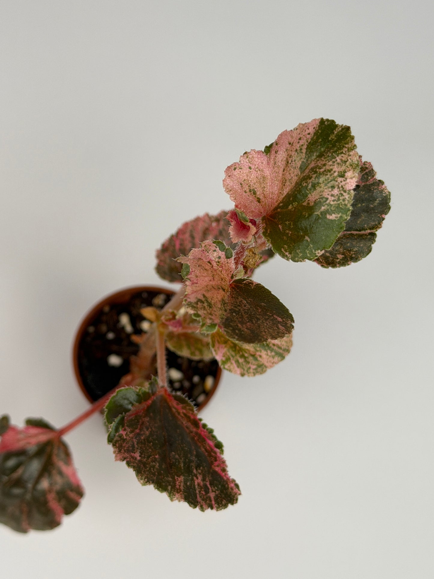 Begonia Pink Variegated Cucullata