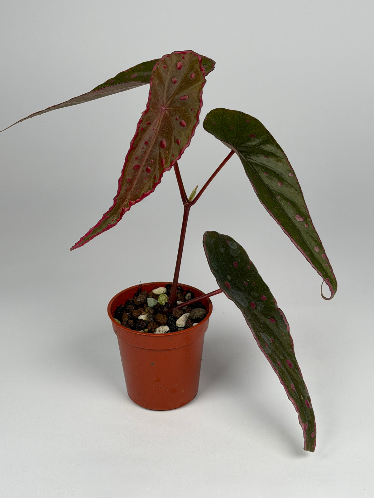 Begonia Nothobaramensis x Amphioxus