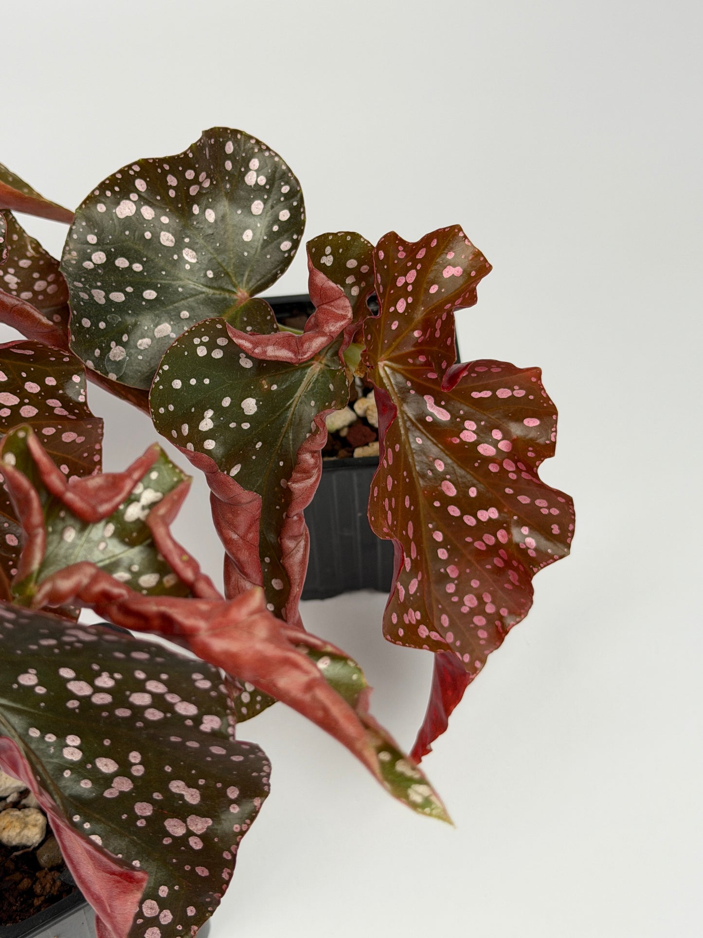Begonia Cracklin Rosie