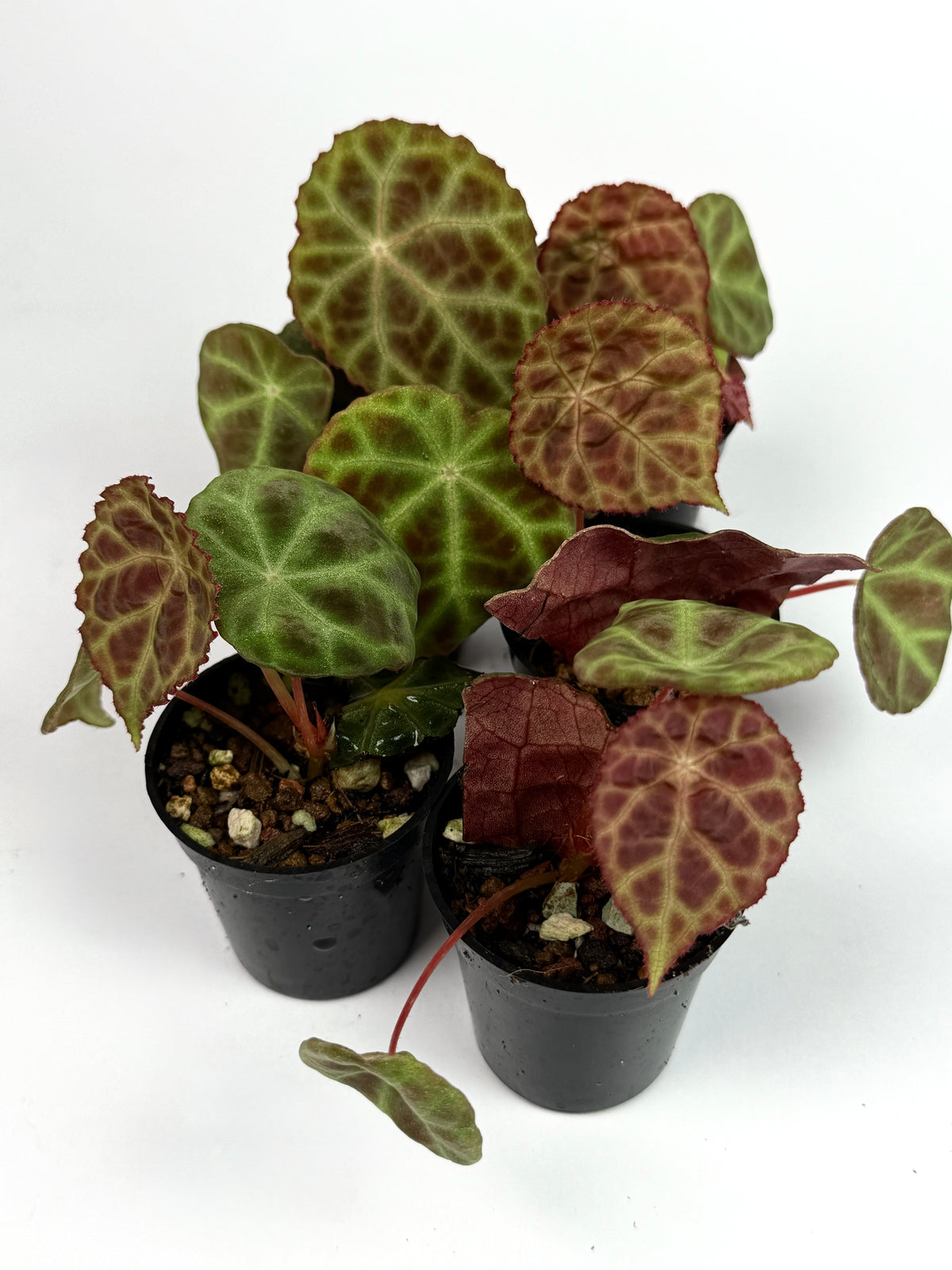 Begonia Goegoensis