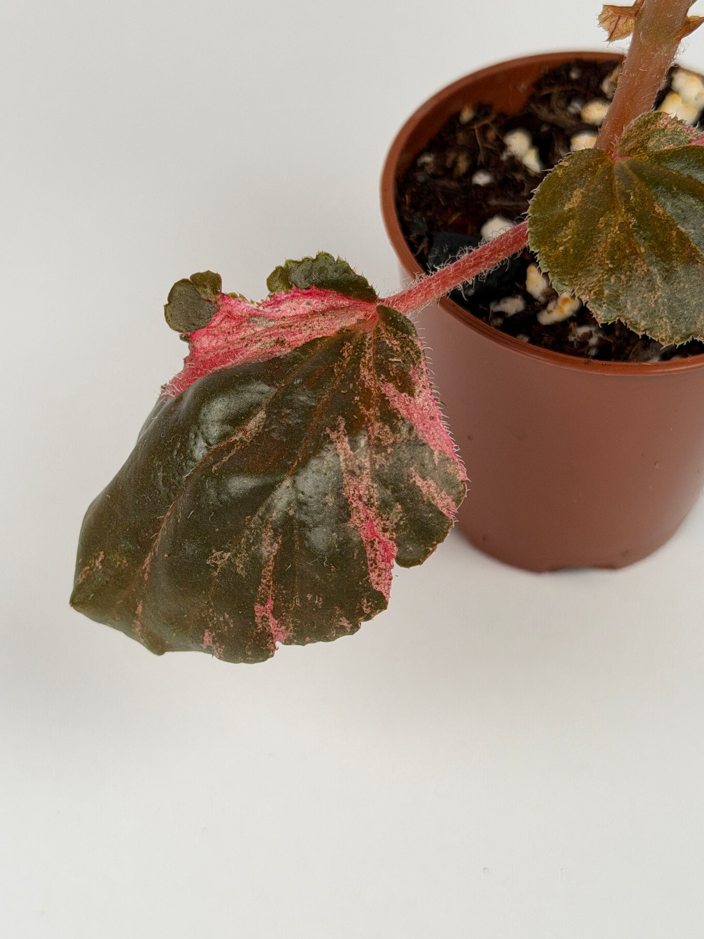 Begonia Pink Variegated Cucullata