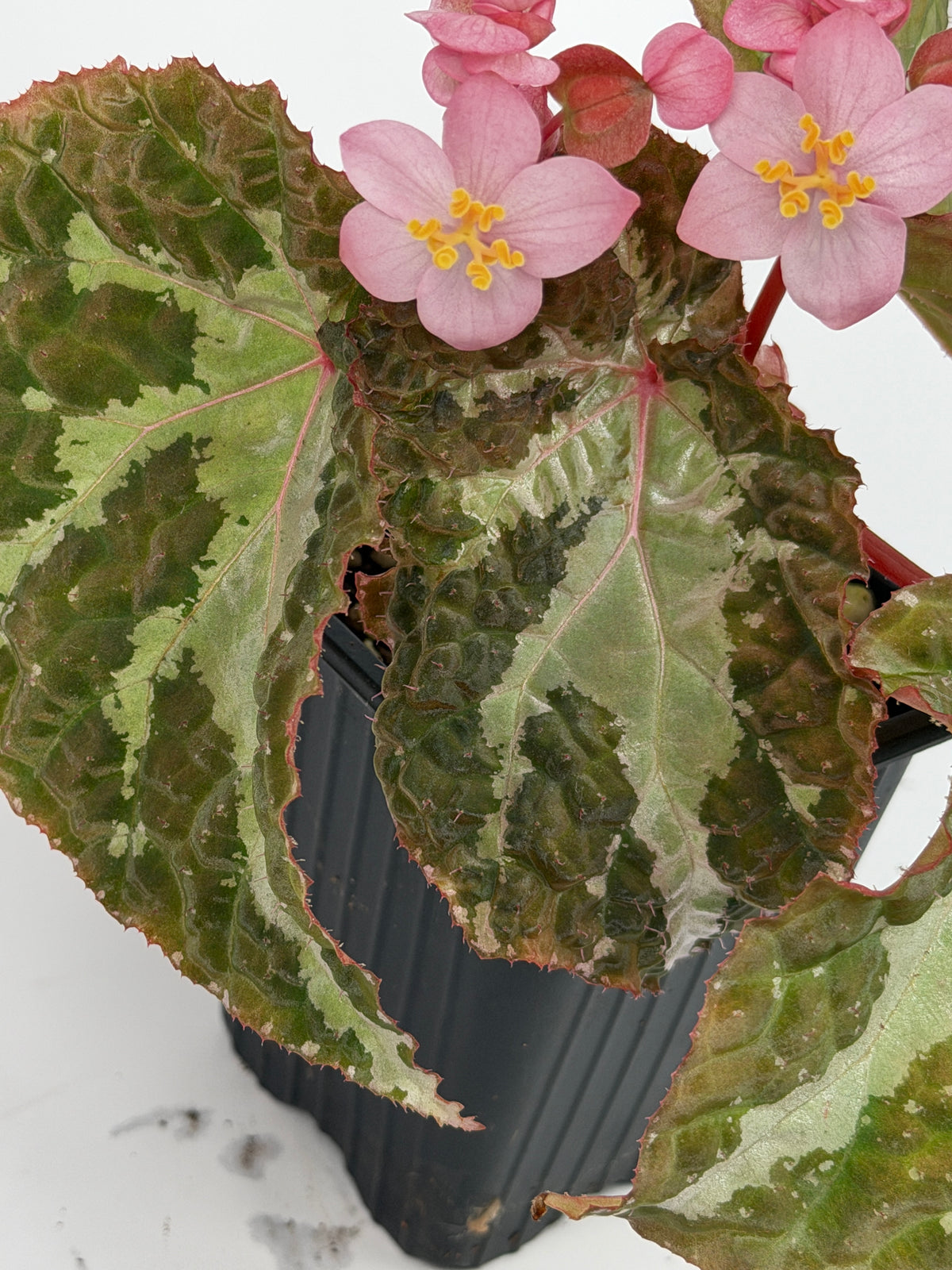 Begonia Colorata x Tawau