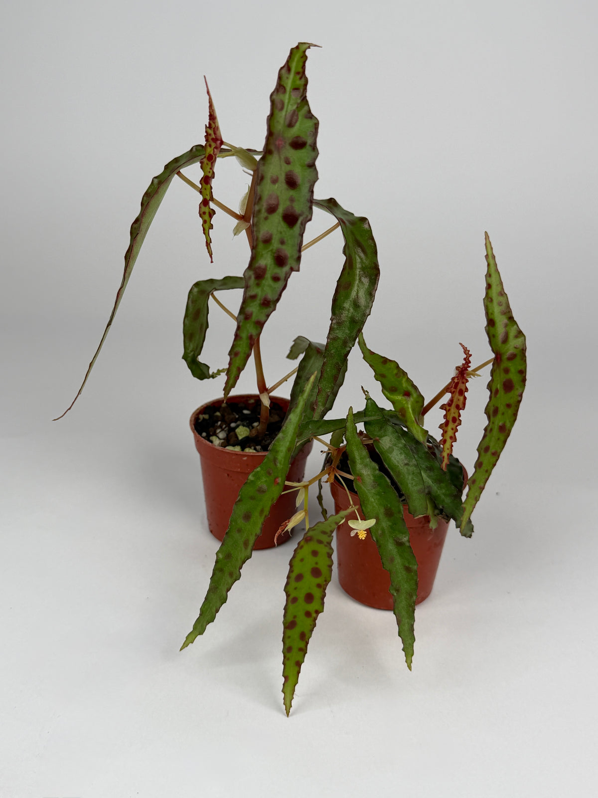 Begonia Amphioxus