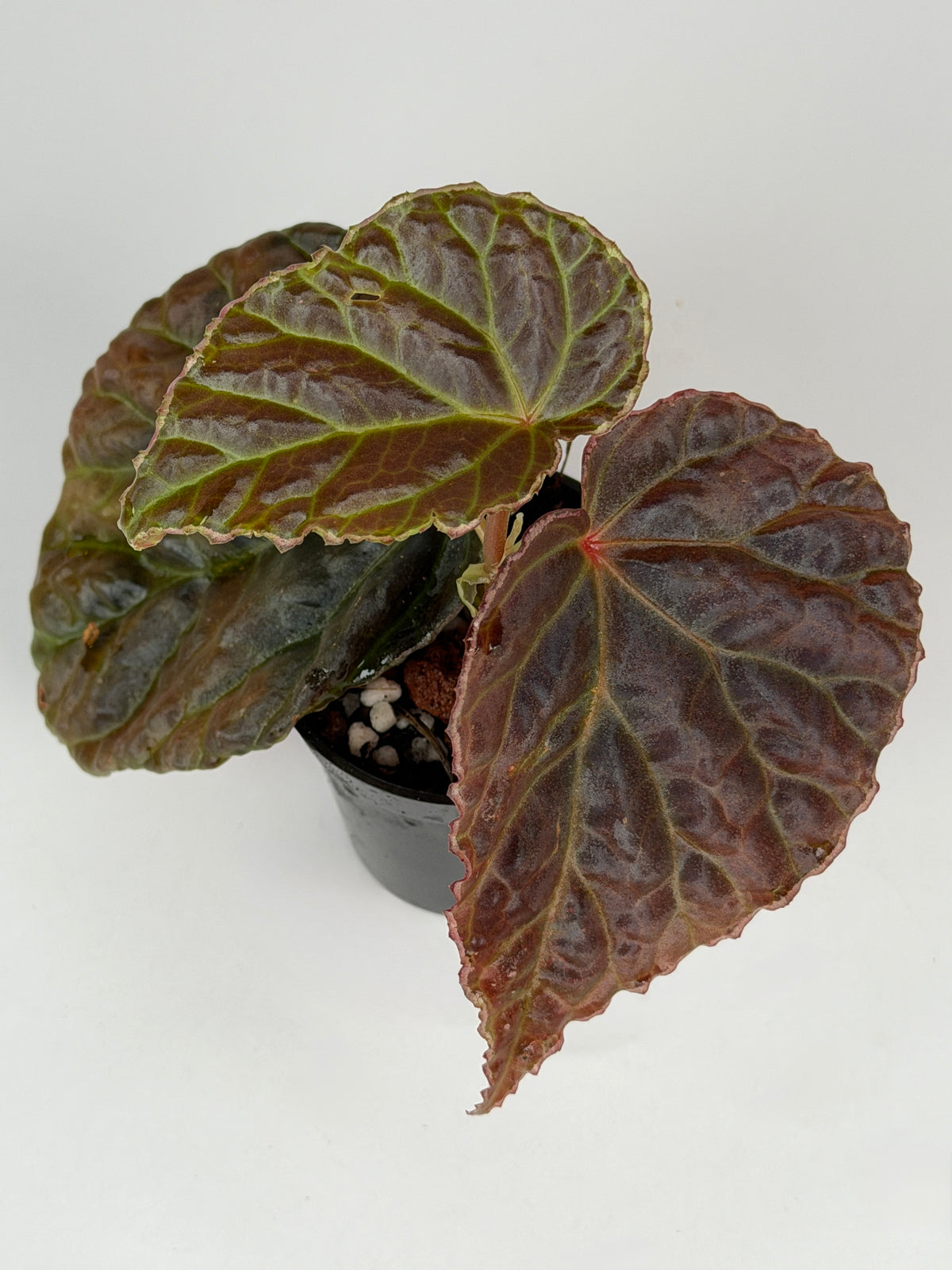 Begonia (Dracopelta x Sarawak) x Darthvaderiana