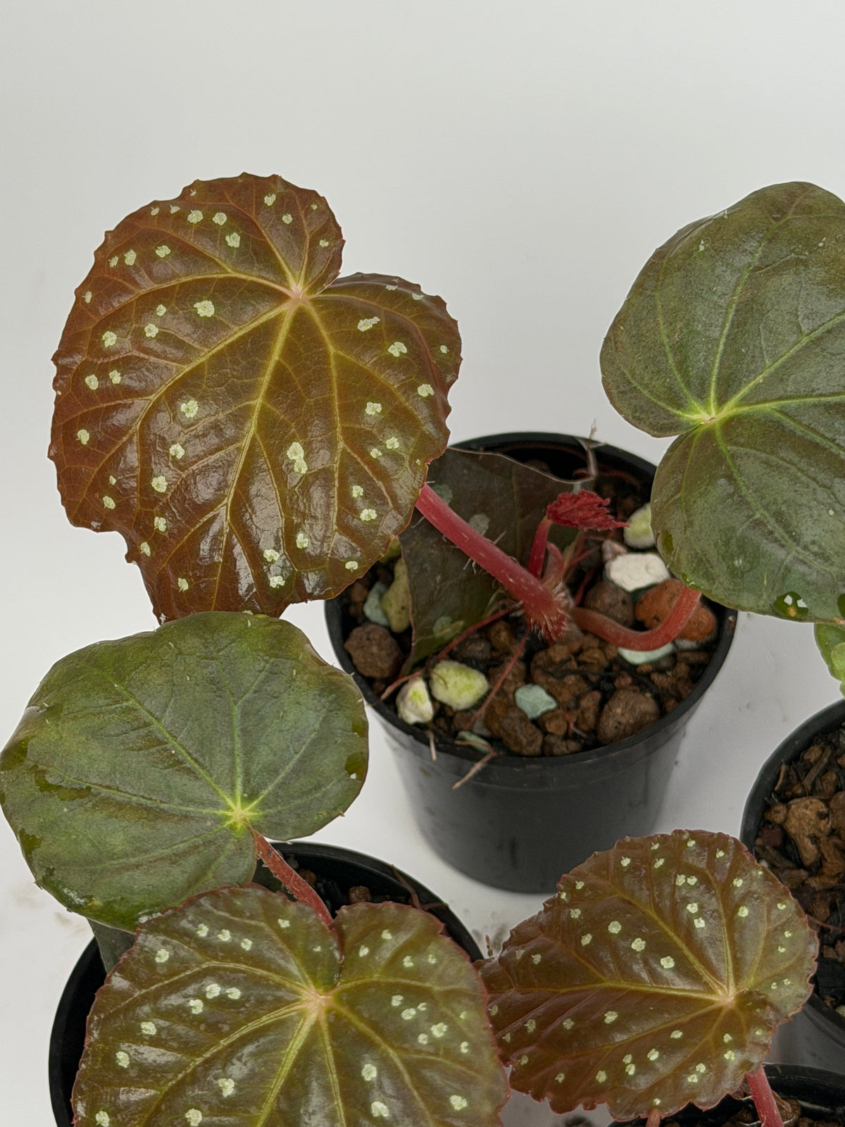 Begonia 'Starry Night'