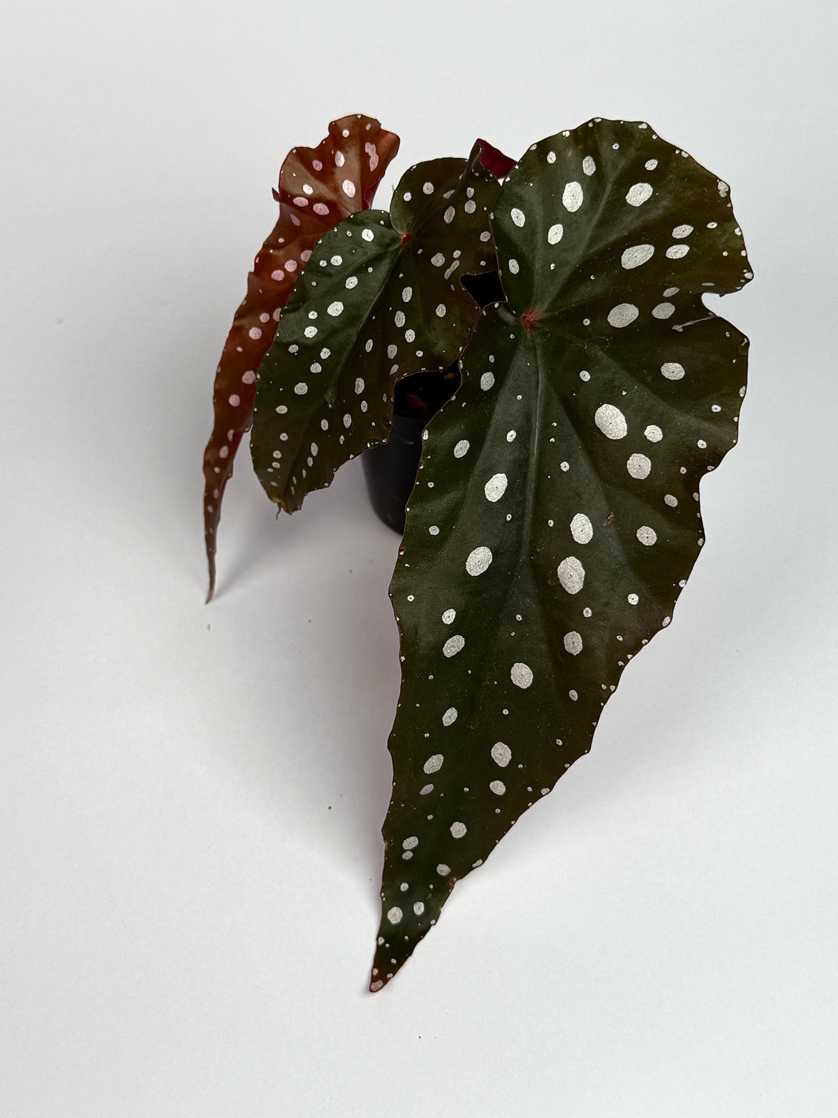 Begonia 'Black Forest'