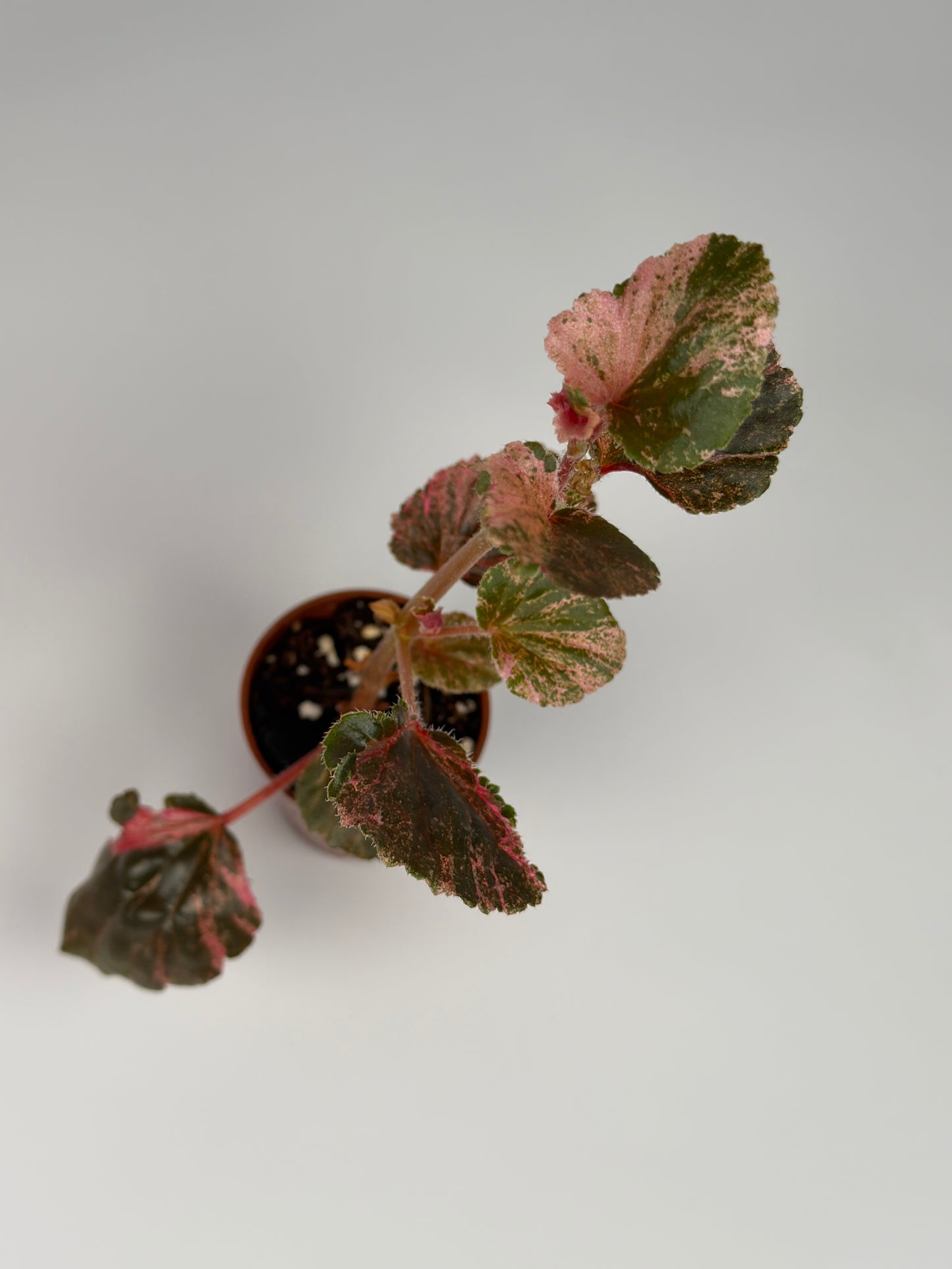 Begonia Pink Variegated Cucullata
