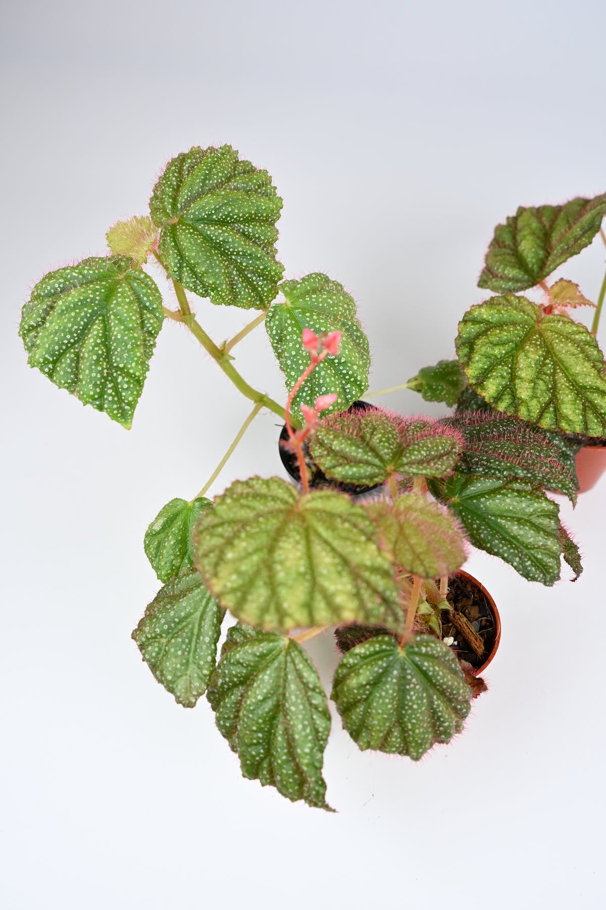 Begonia Sp. Lahad Datu