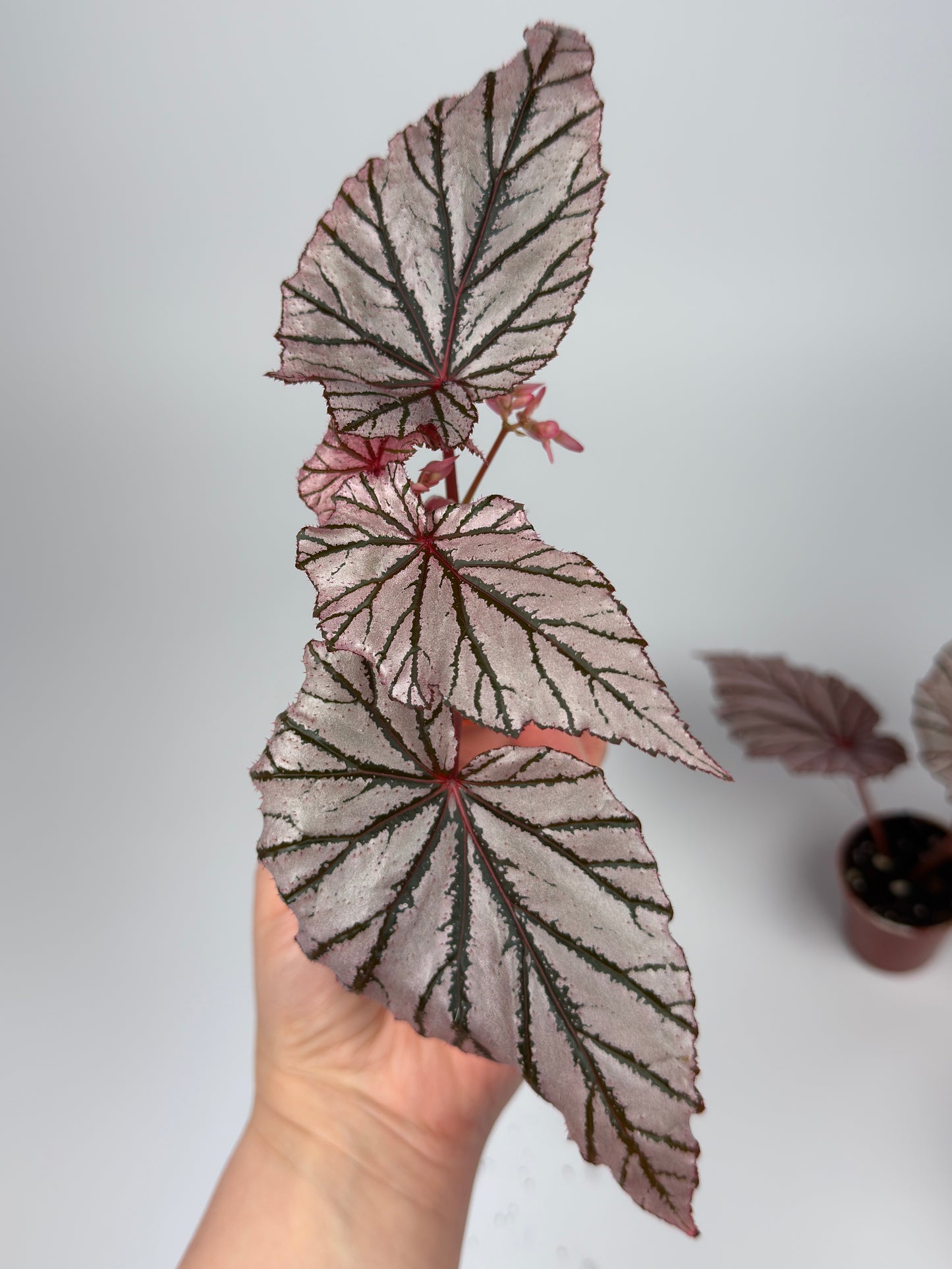 Begonia 'Ashura'