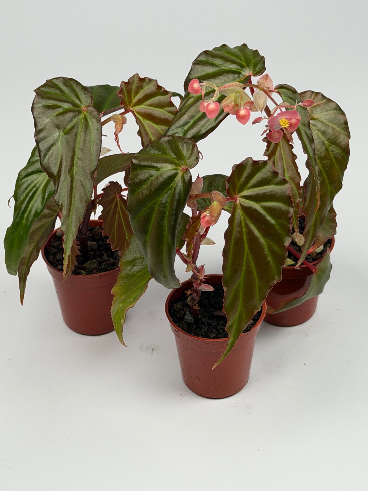 Begonia 'Borneensis'