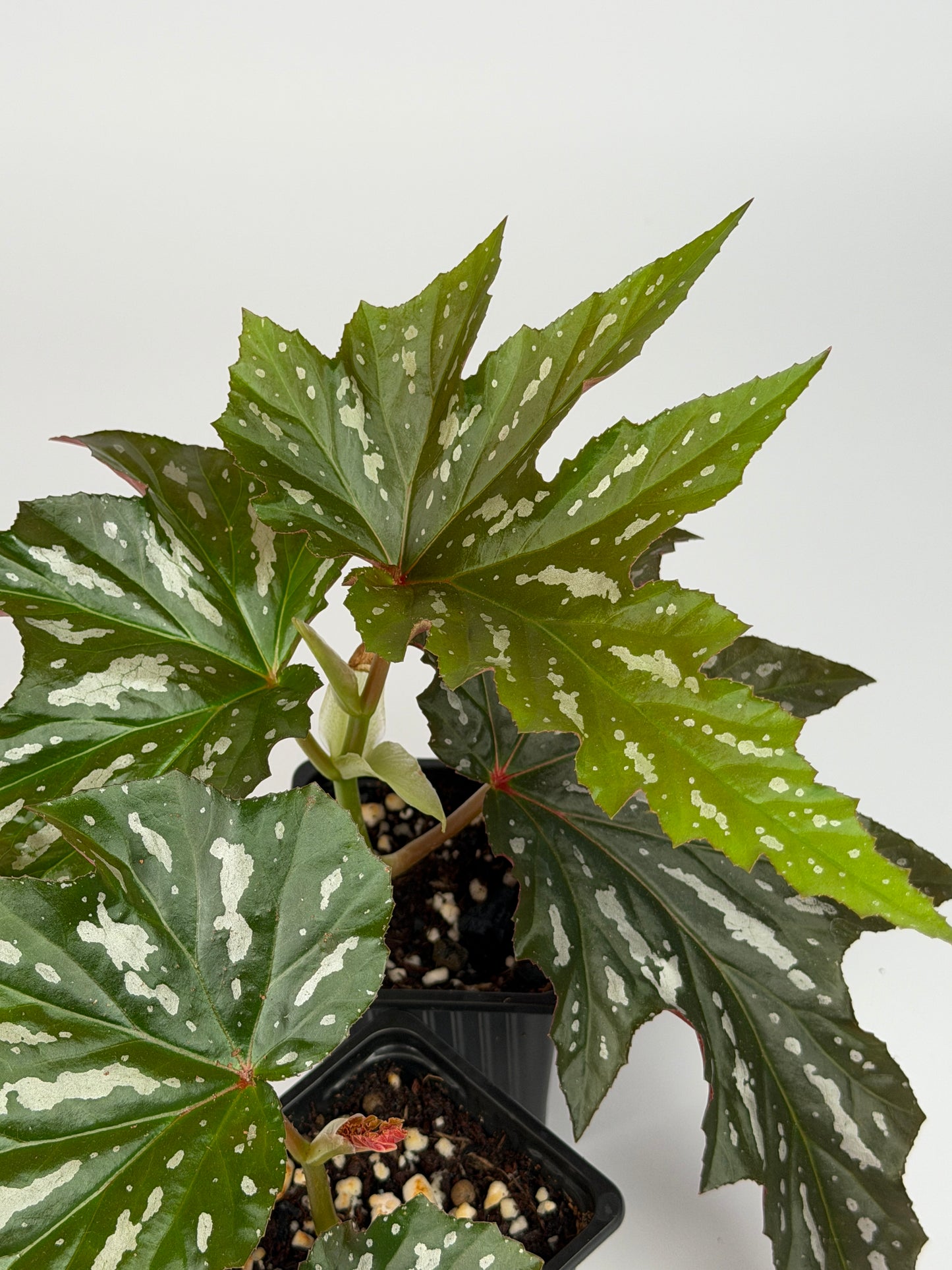 Begonia Sophie Cecile