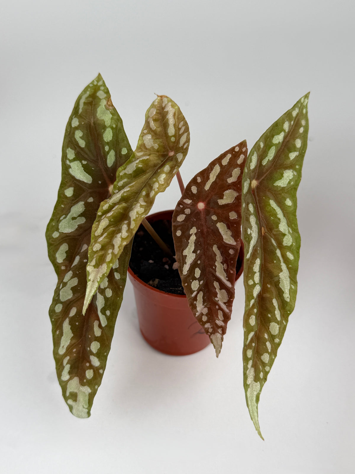 Begonia Lubbersii