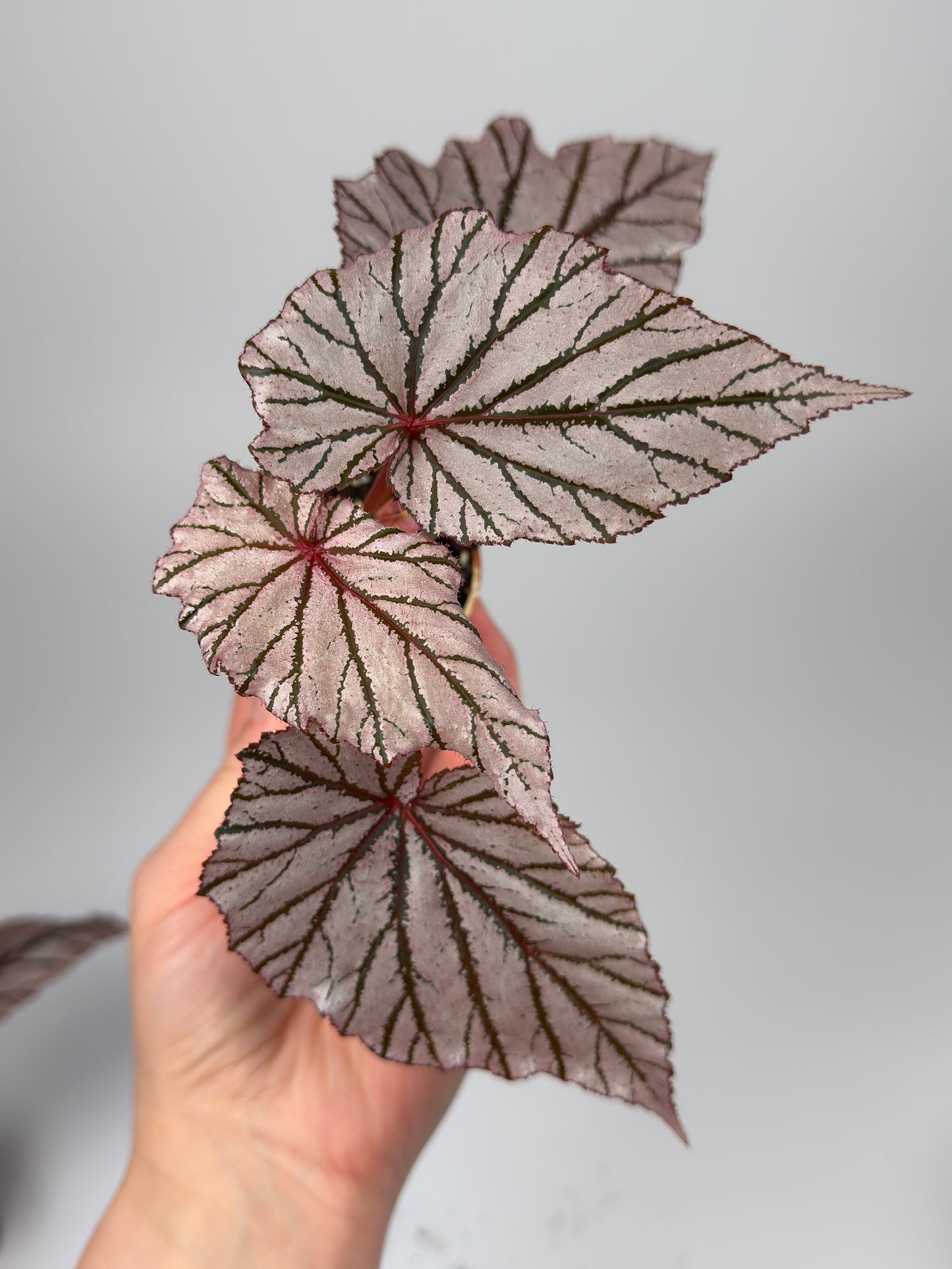 Begonia 'Ashura'