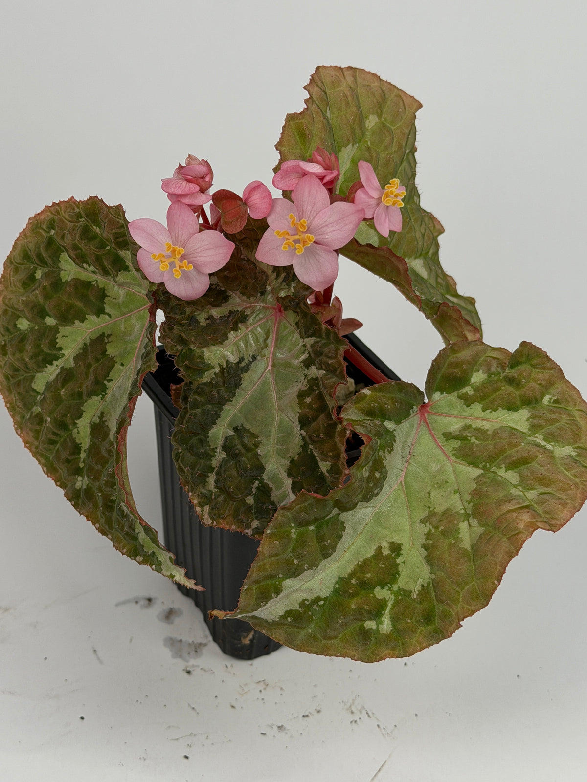 Begonia Colorata x Tawau