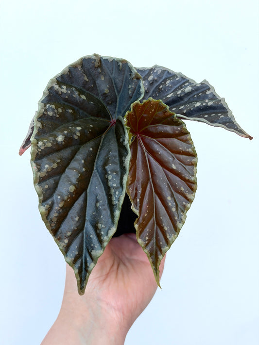 Begonia 'Crazy Pink' x Darthvaderiana