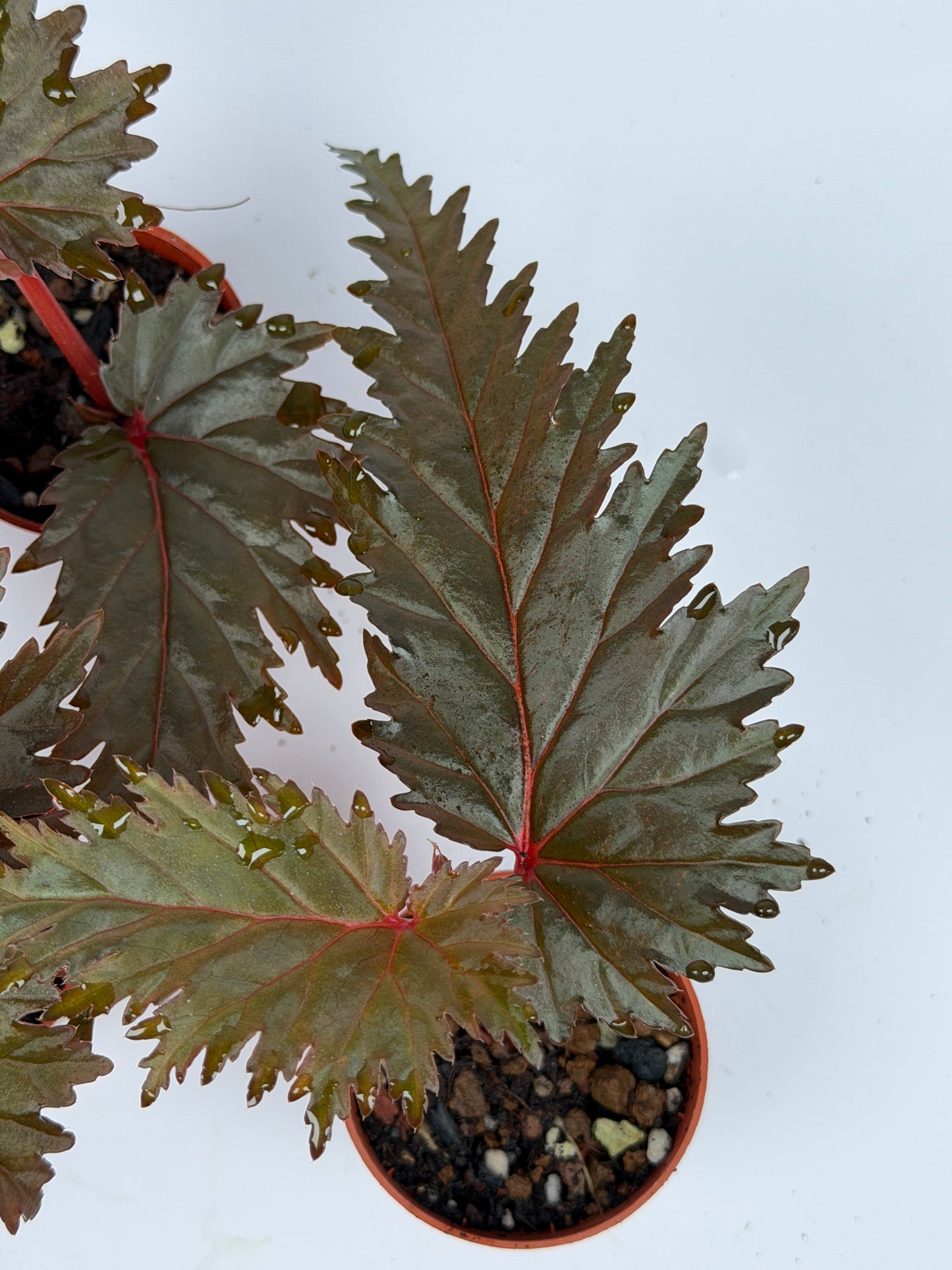 Begonia Miri