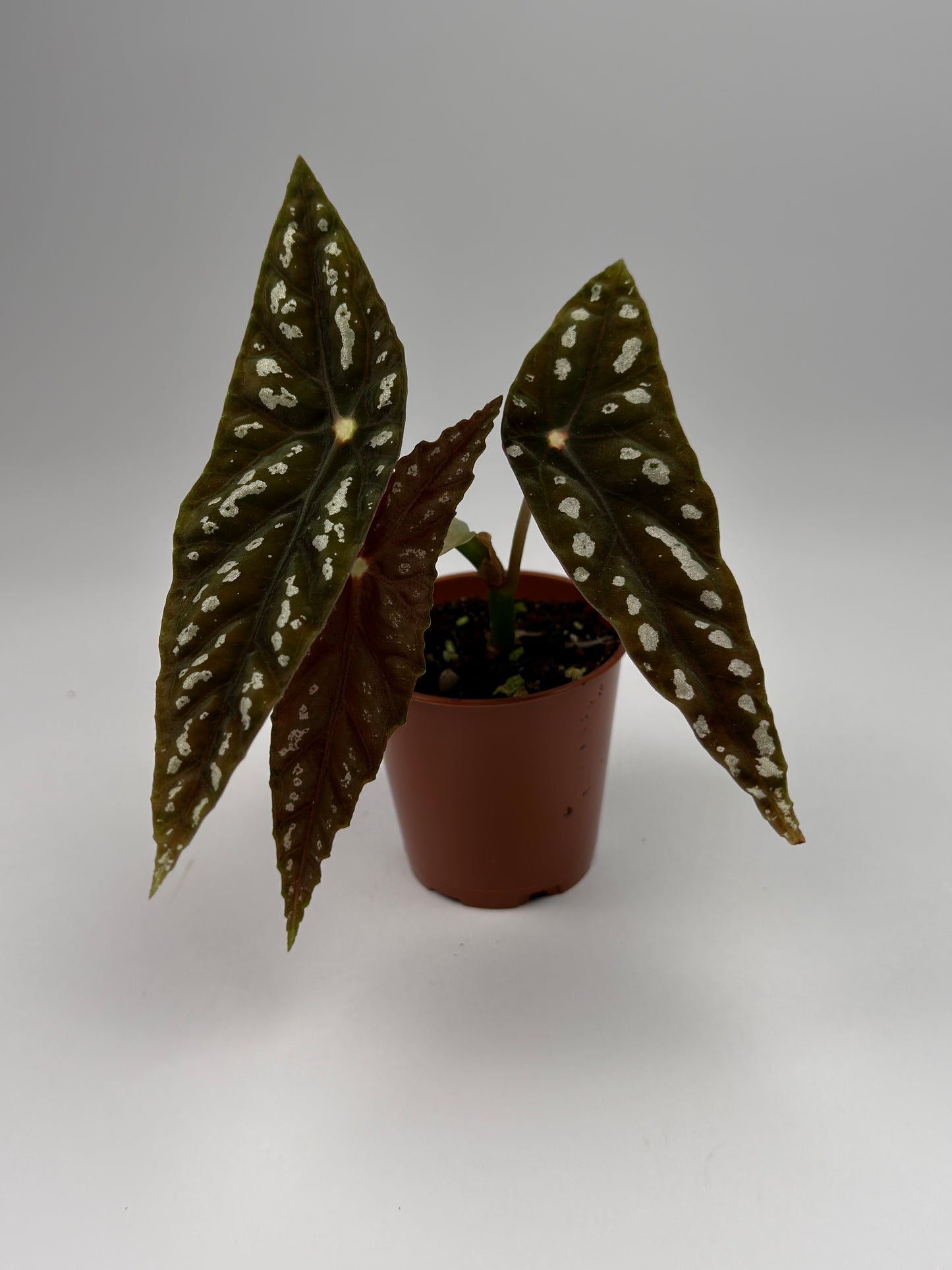 Begonia Lubbersii