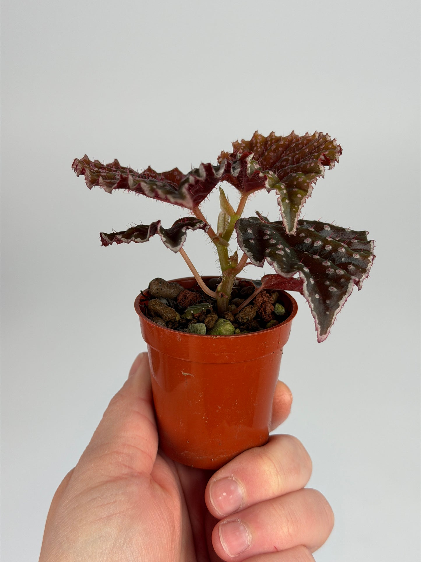 Begonia Darthvaderiana x Sp. Lahad Datu