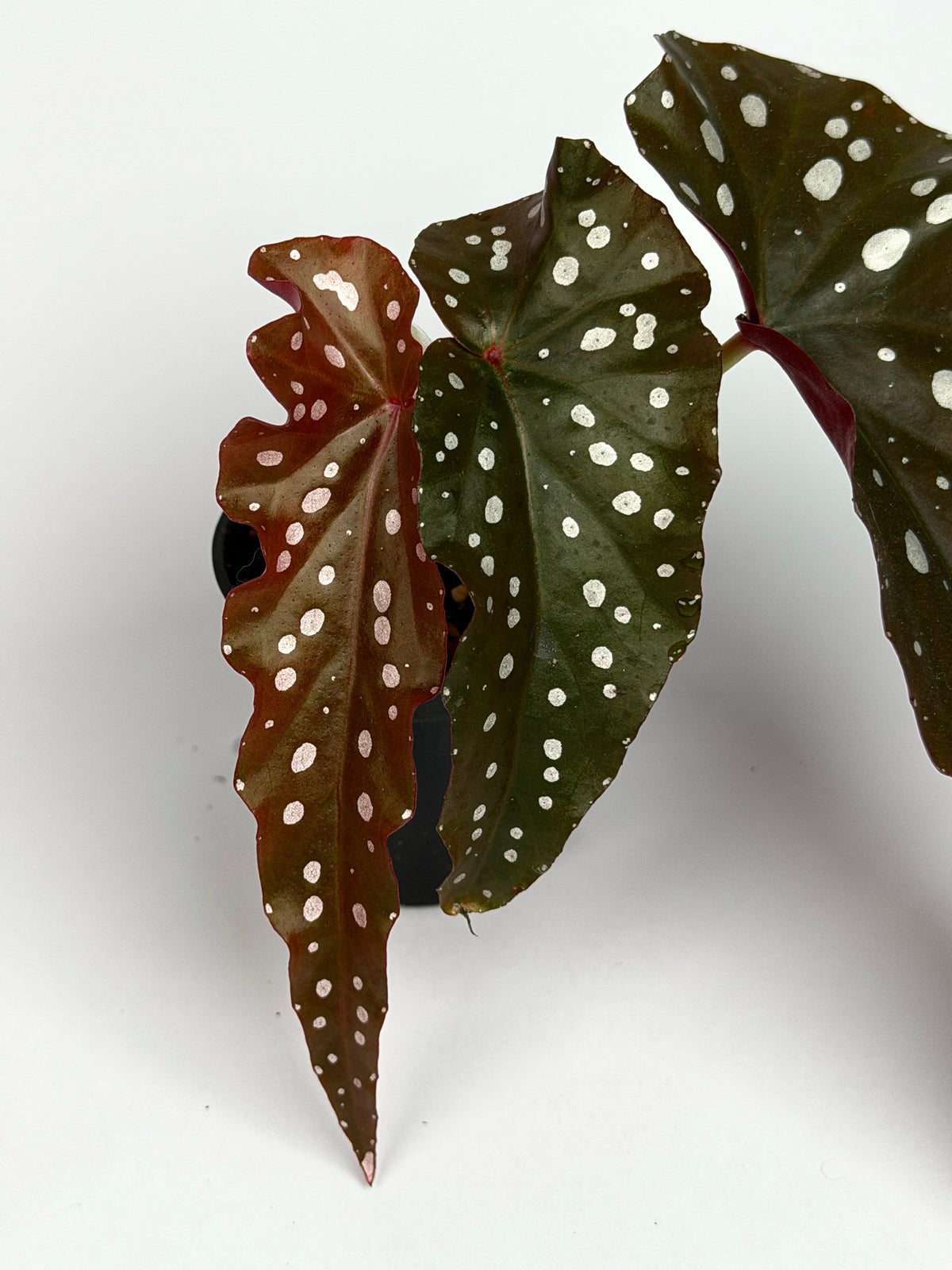 Begonia 'Black Forest'